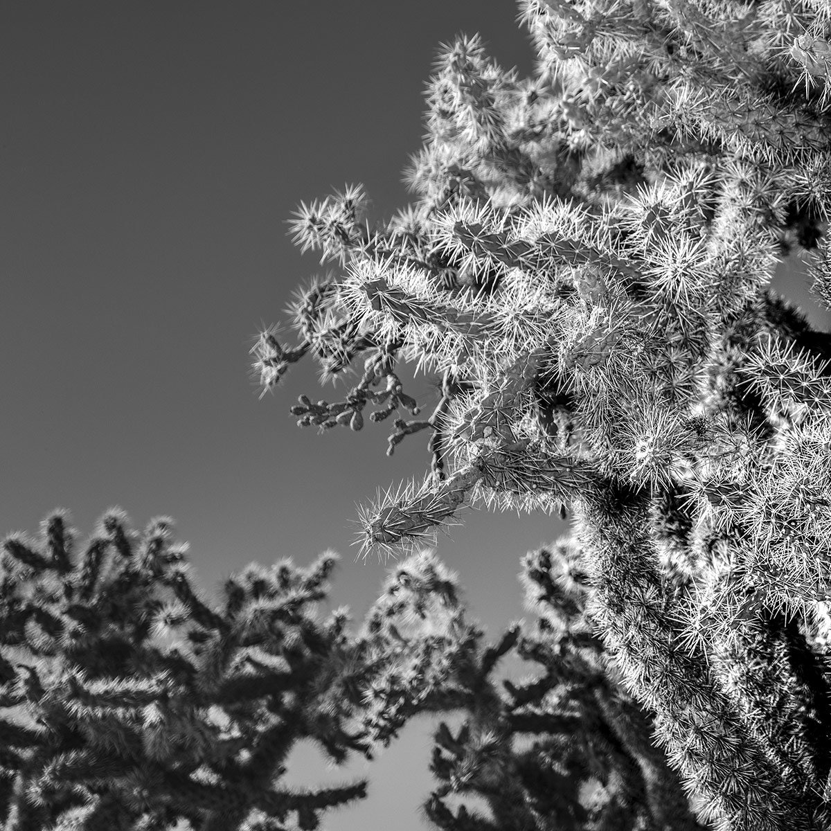 SR-Cholla_8053_66.jpg