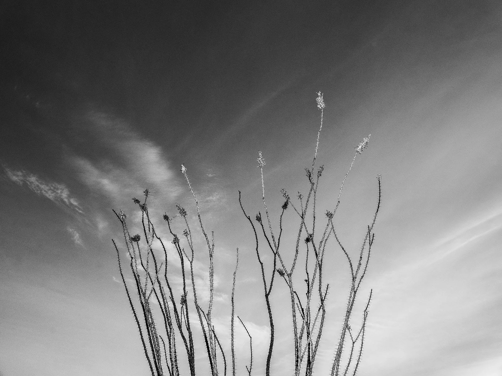 Hackberry_Ocatillo1_0014_43NC.jpg