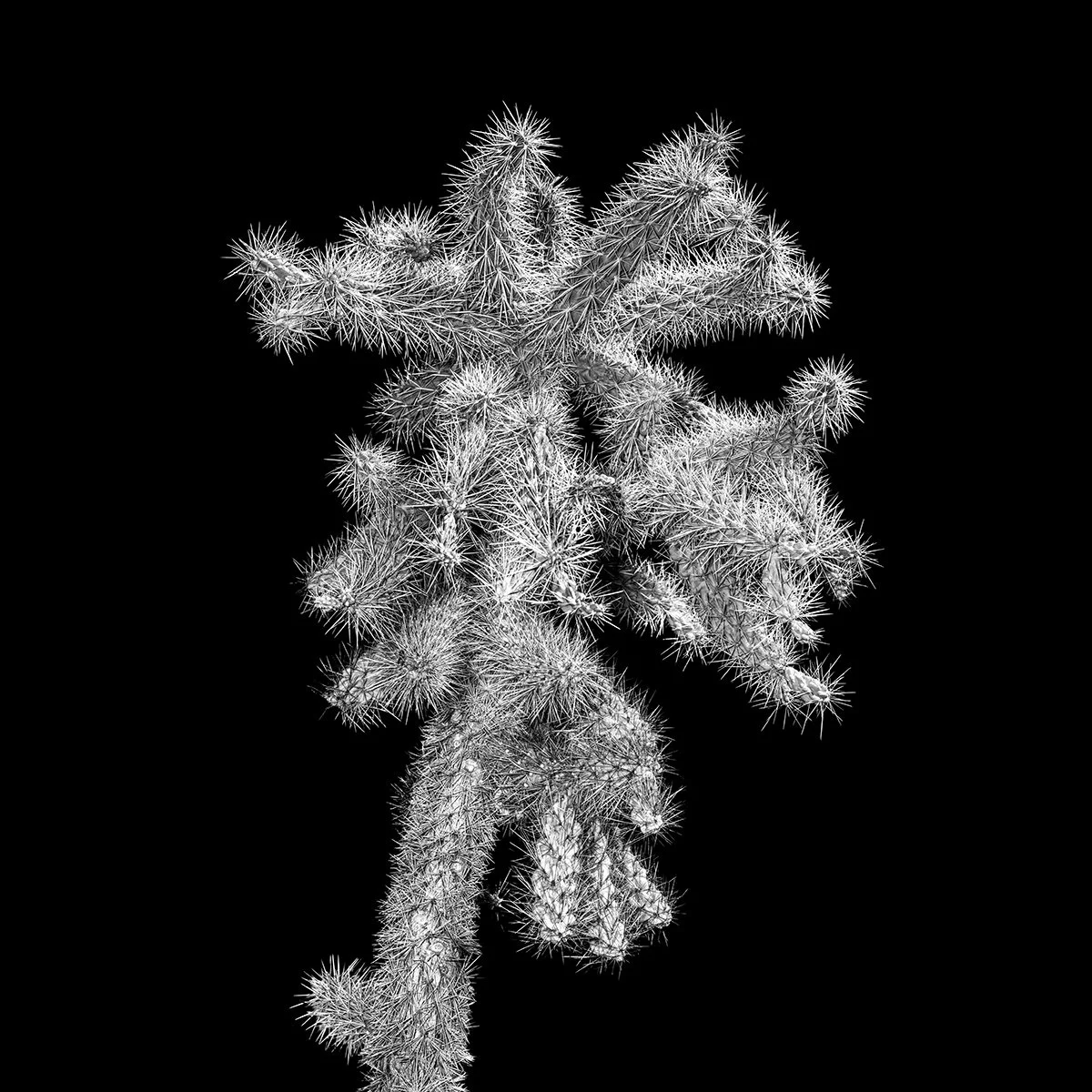 Hackberry_Cholla1_9506_66.jpg