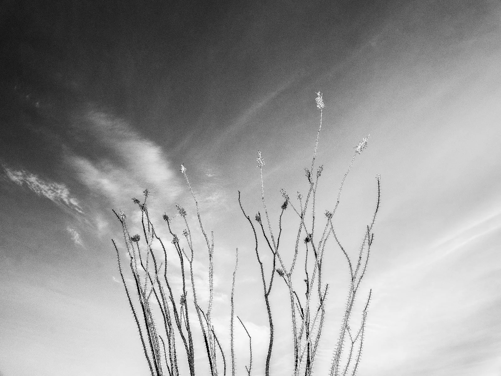 Hackberry_Ocatillo1_0014_43NC.jpg