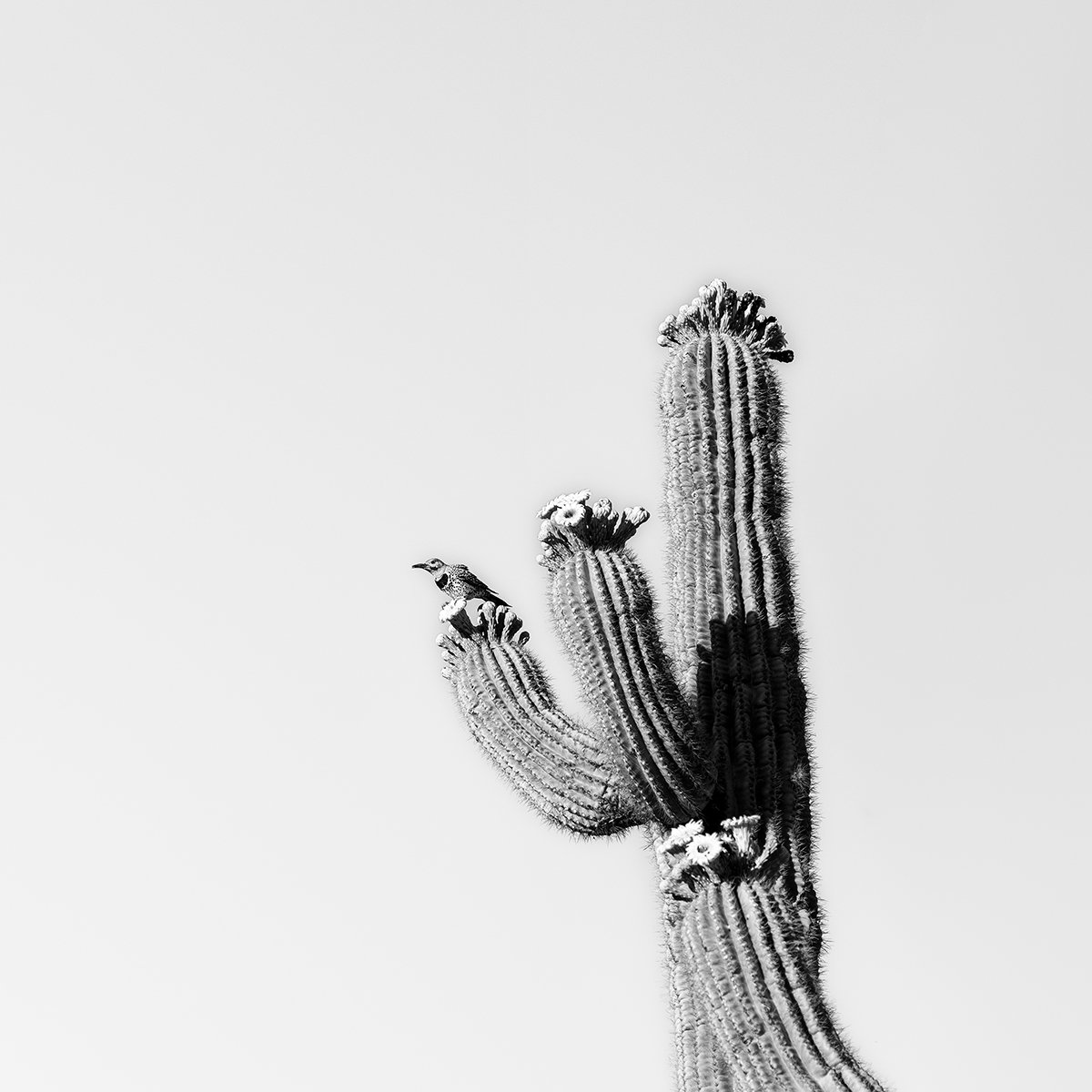 Hackberry_Cactus-Wren_6917_66.jpg