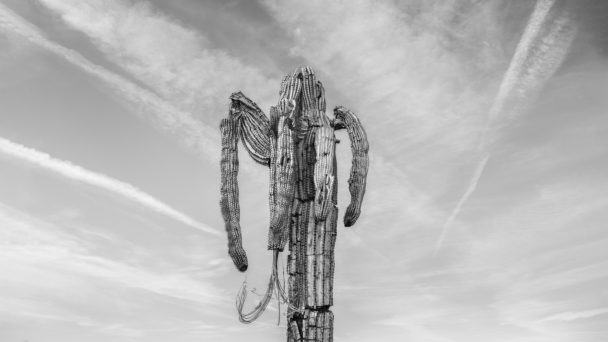 Hackberry_Saguaro1_7820_169.jpg