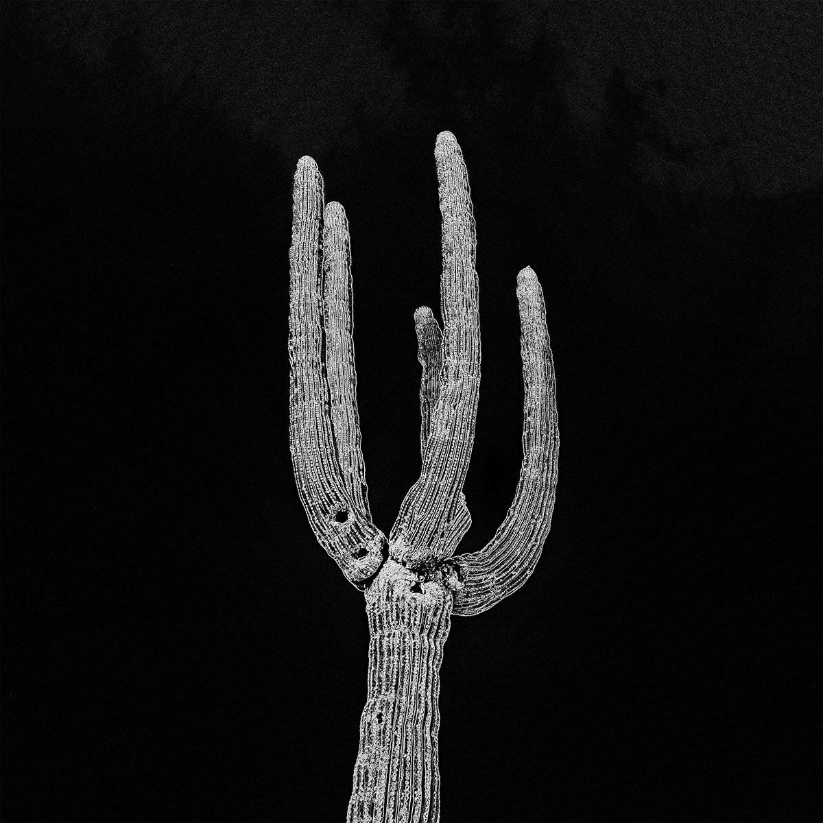 Hackberry_Saguaro1_0180_66_EDGBLK.jpg