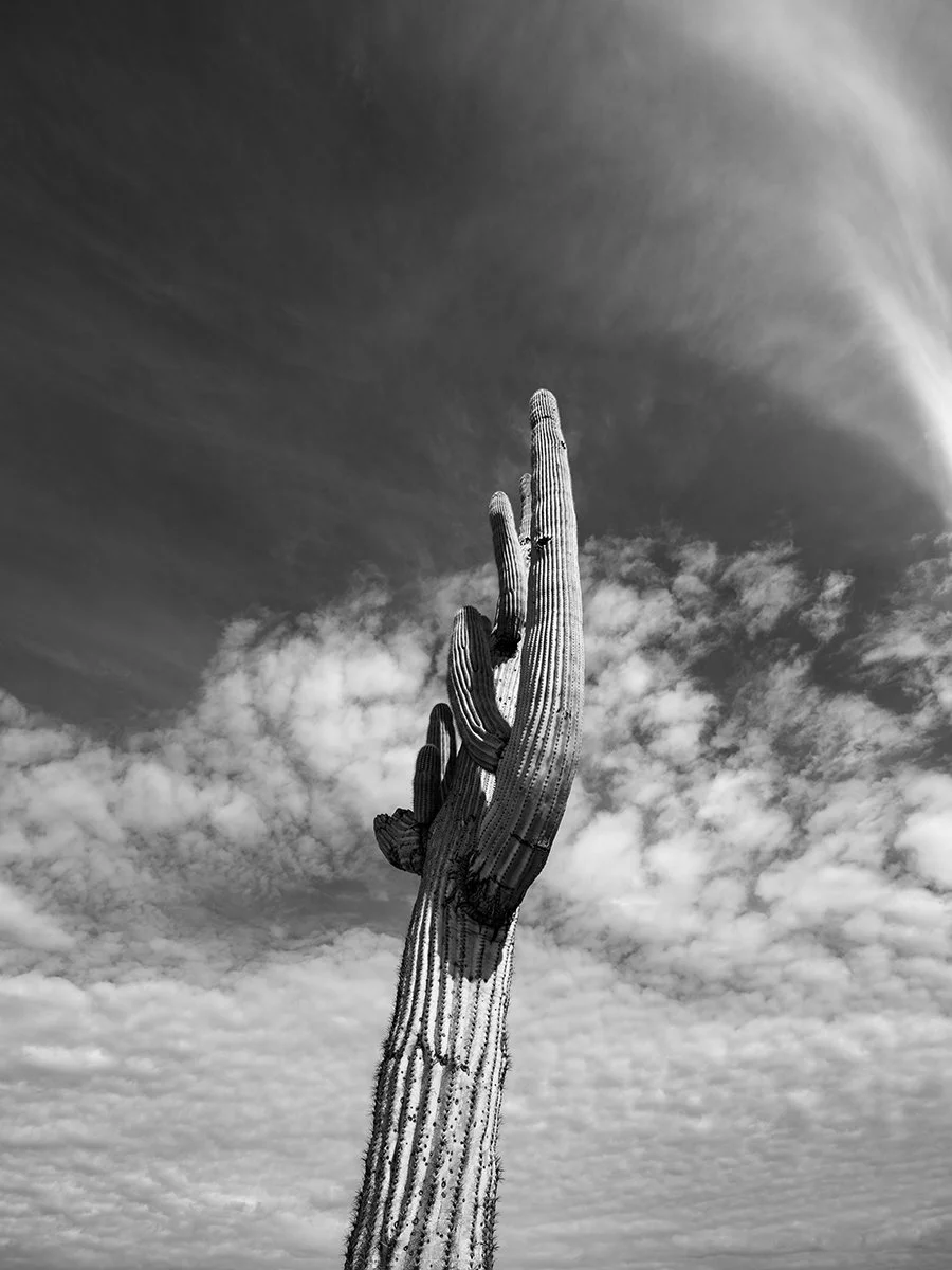 Pickett_Saguaro2_8792_43V.jpg