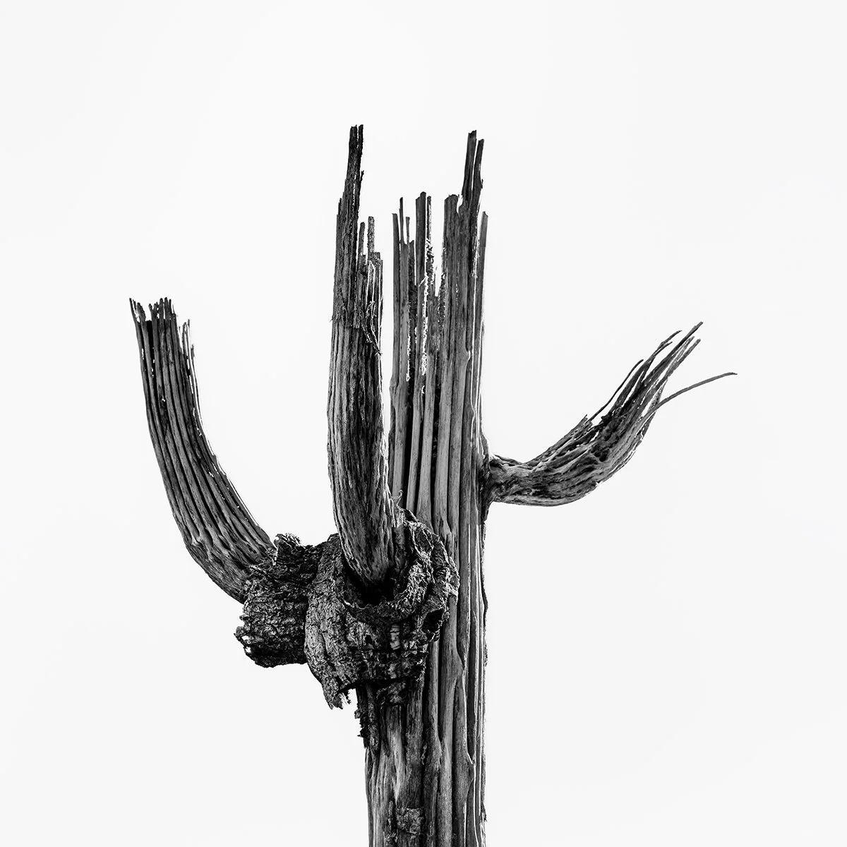Hackberry_Saguaro2_7587_66.jpg
