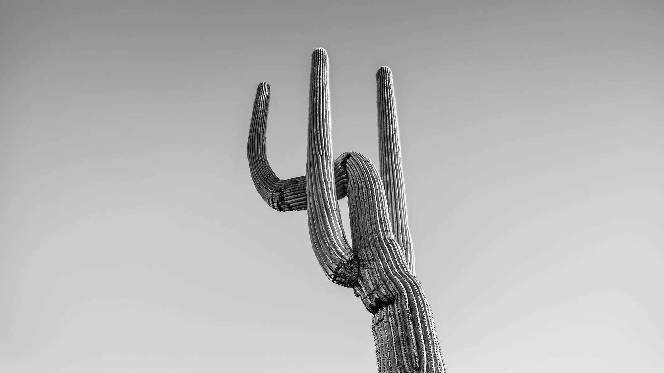 Hackberry_Saguaro2_6955_169.jpg