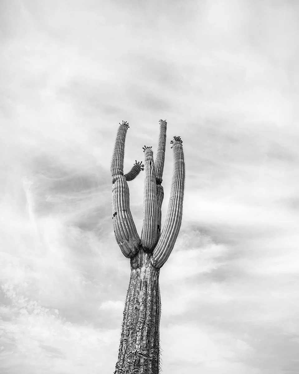 Hackberry_Saguaro3_7056_54F.jpg