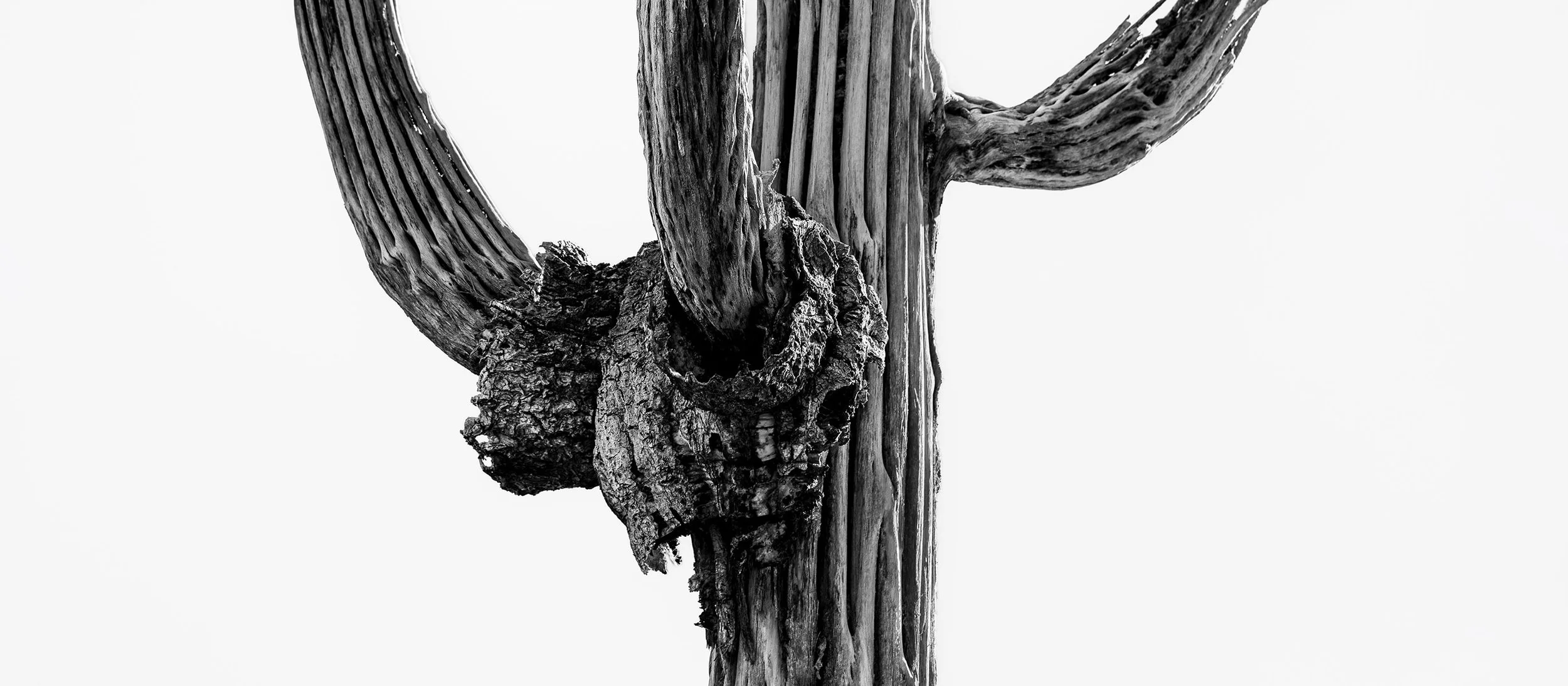 Hackberry_Saguaro2_7587_167.jpg