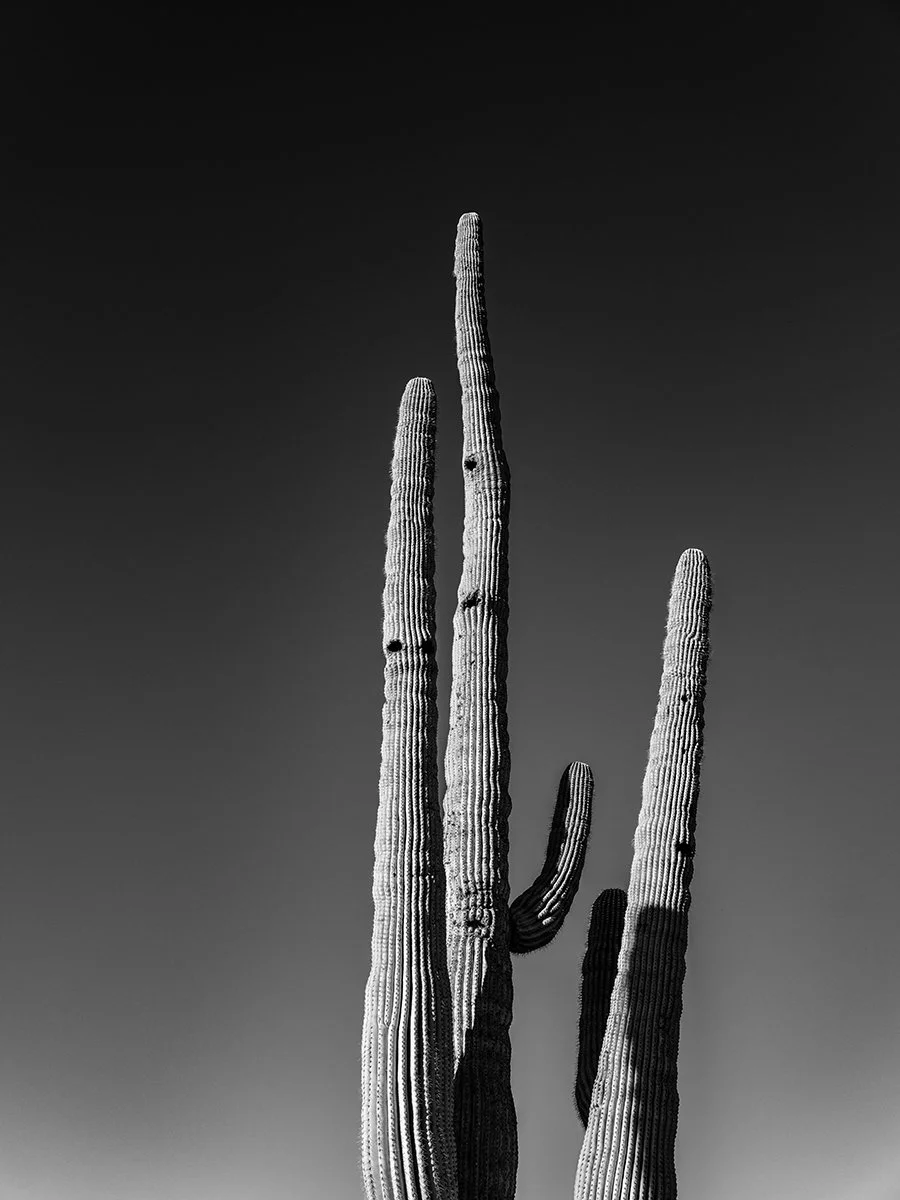 UP-Saguaro4_8445_43V.jpg