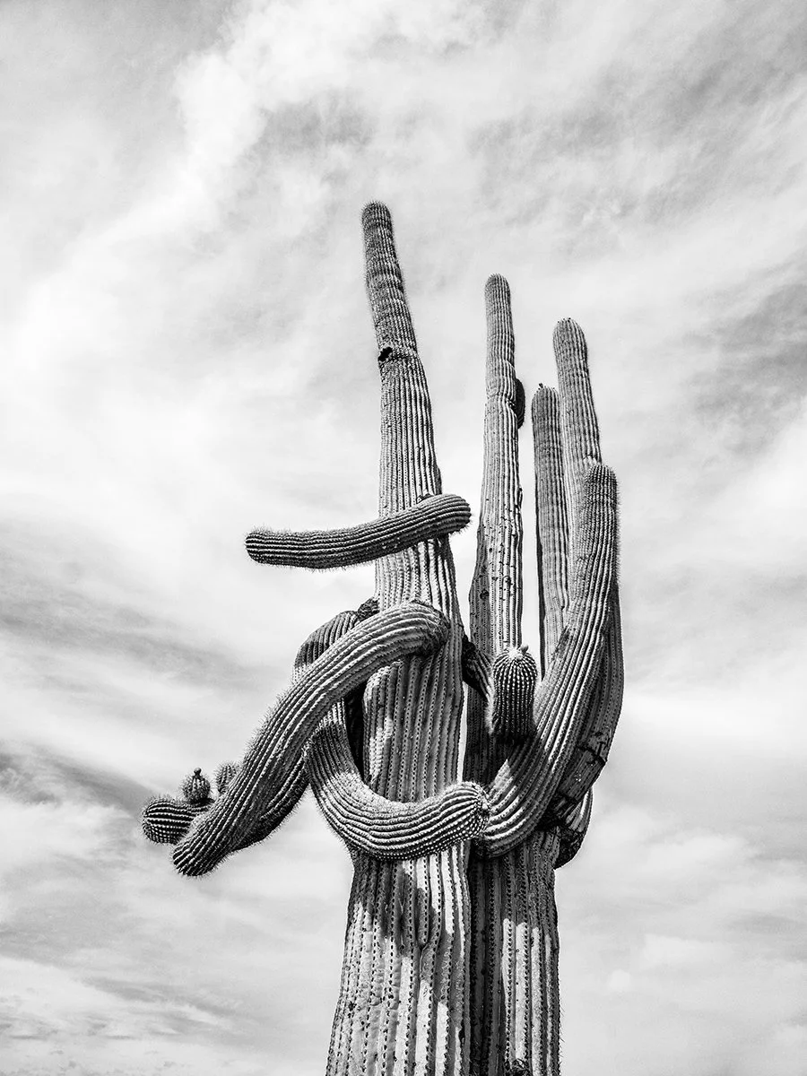 Hackberry_Saguaro1_7019_43NC.jpg