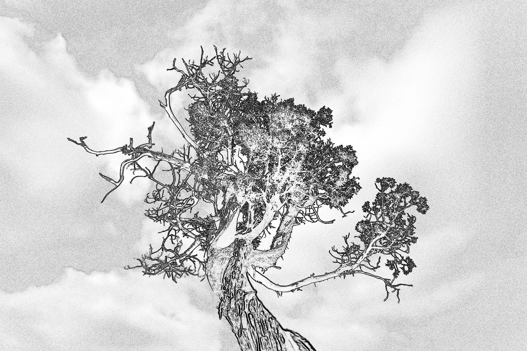 Tree_3771.jpg