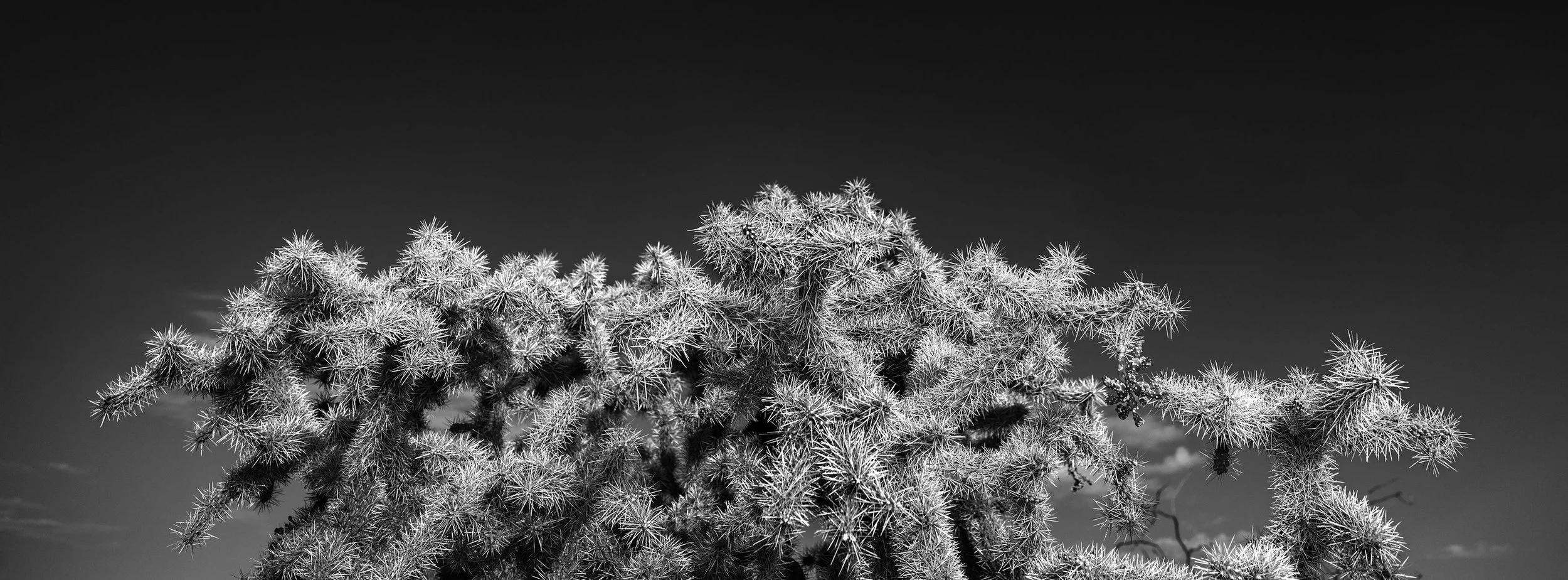 UP_ChollaTop2_7423_6524.jpg