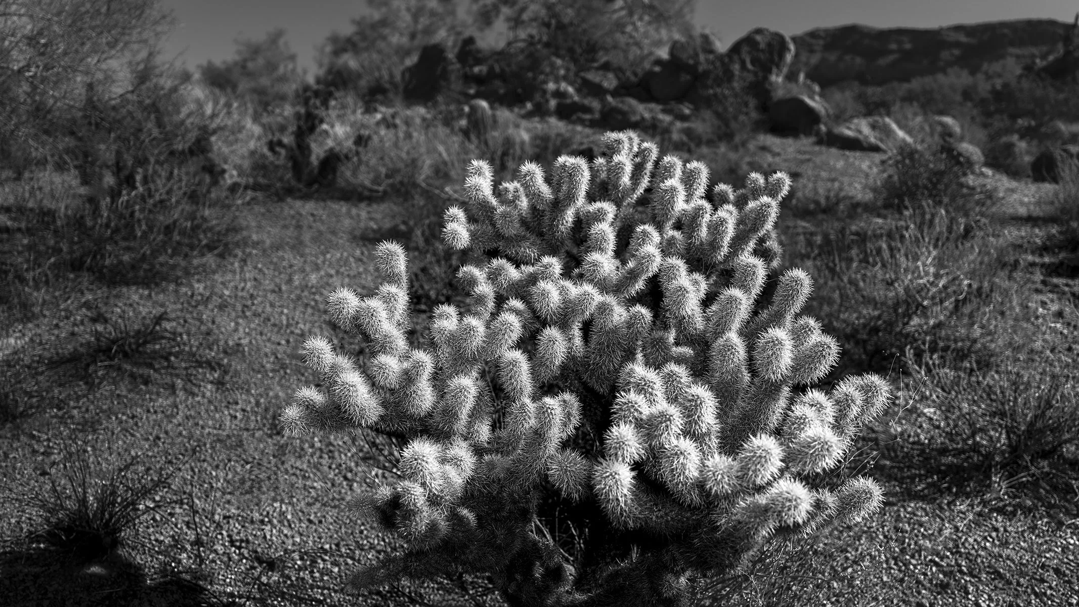 UP_Cholla_7604.jpg