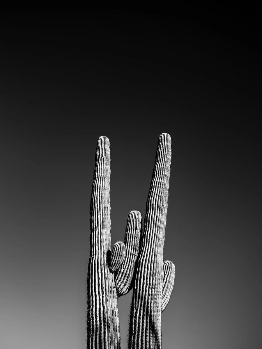 UP-Saguaro2_8348_43V.jpg