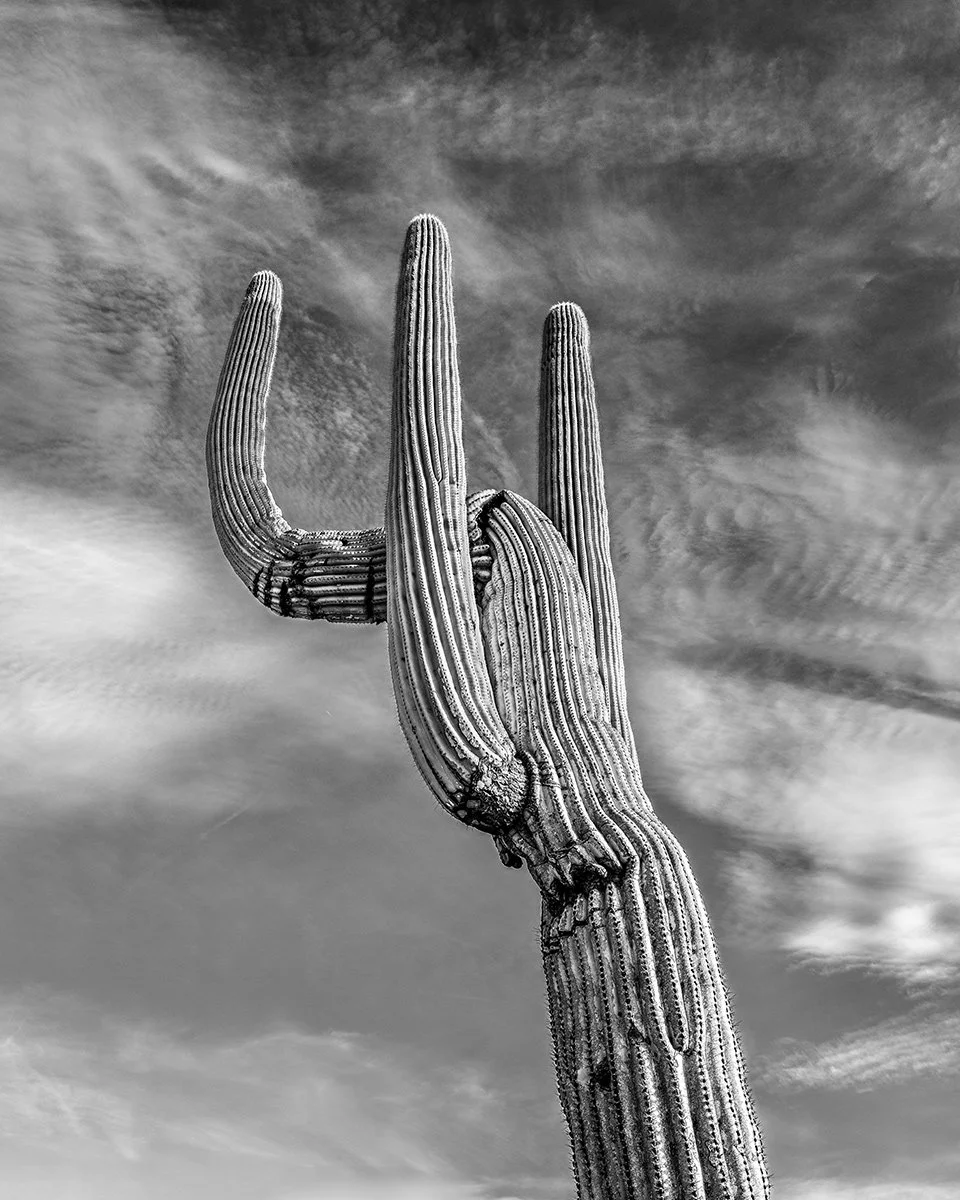 Hackberry_Saguaro2_7877_54C.jpg