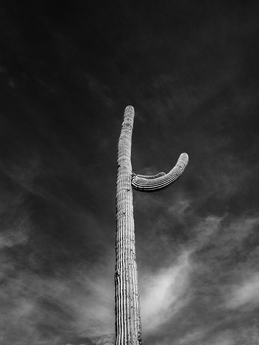Pickett_Saguaro4_8869_43V.jpg