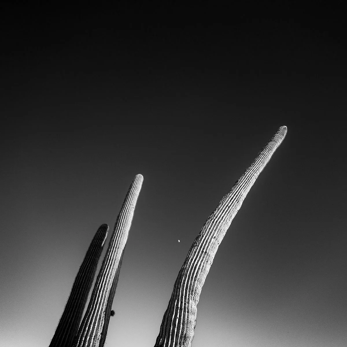 UP-Saguaro_8220_66.jpg
