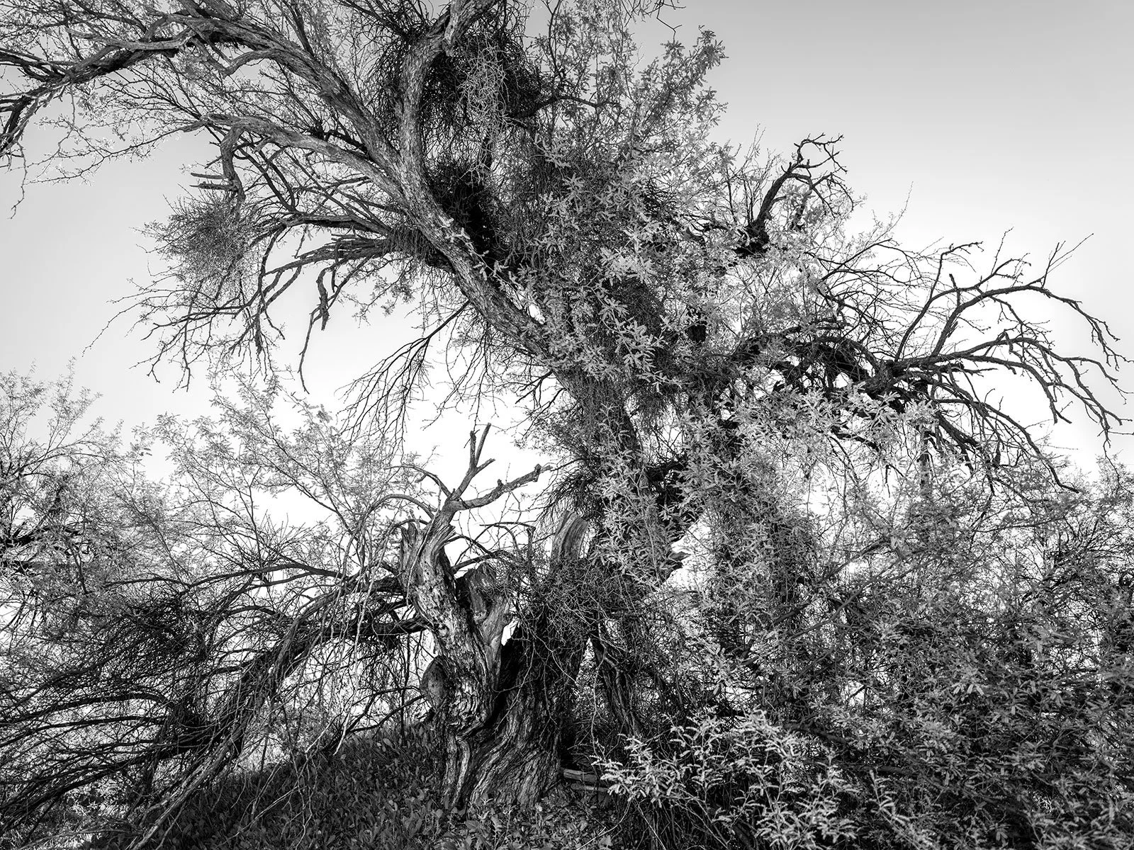 SR-Msqt-Tree1_7971_43.jpg