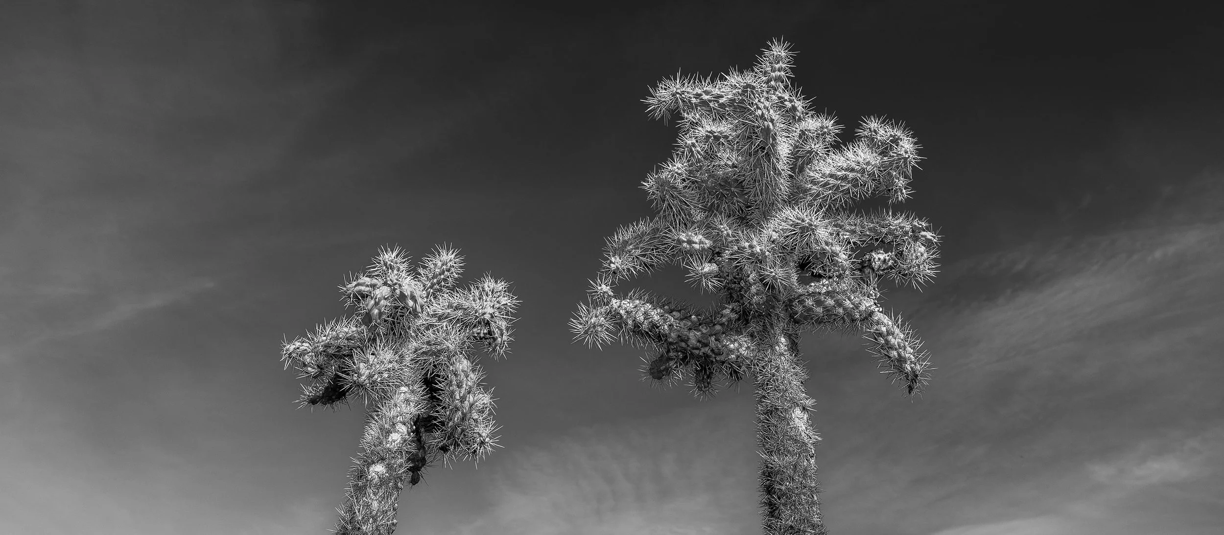 Hackberry_Cholla_7927_167.jpg