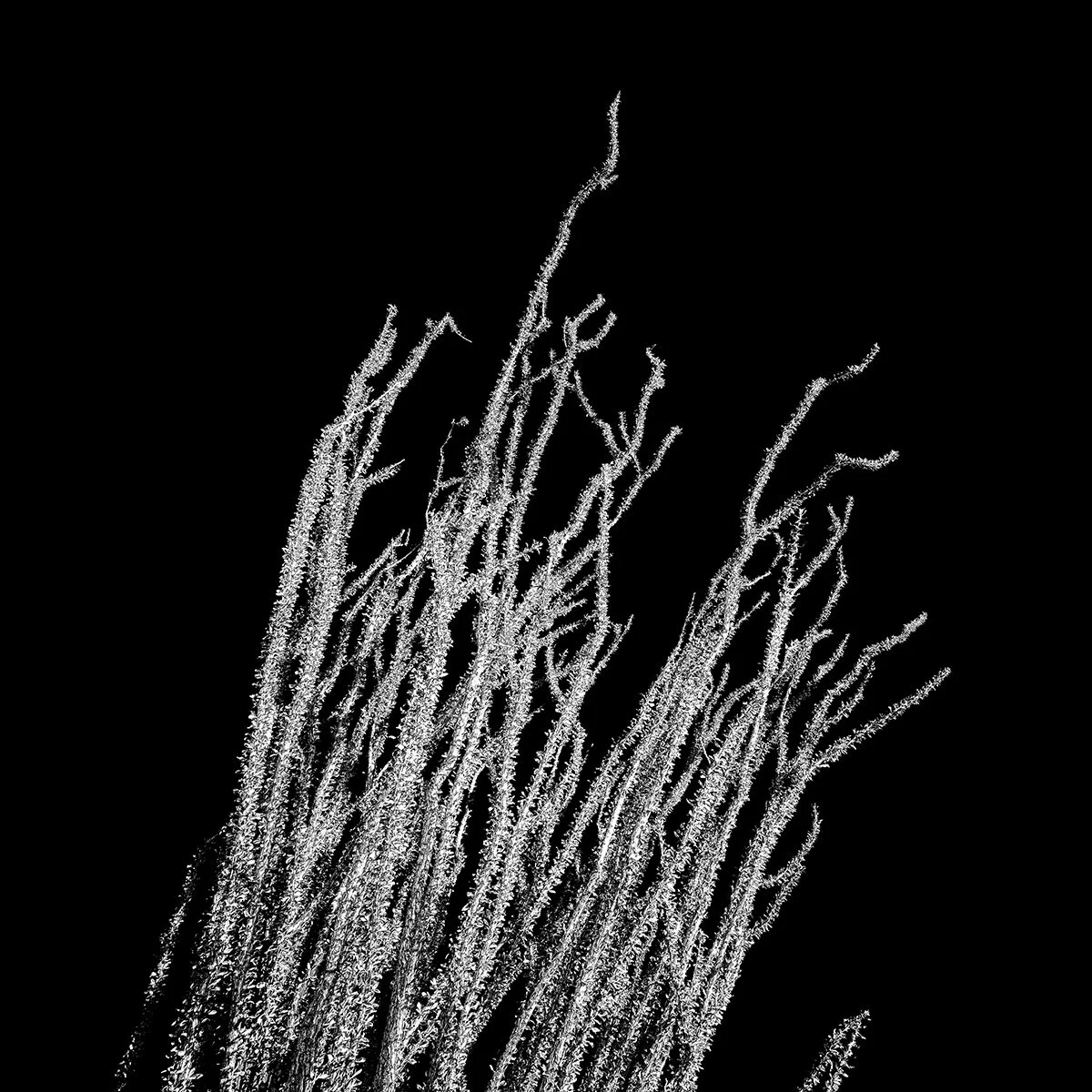 UP-Ocotillo_FA8300_BLK_66.jpg