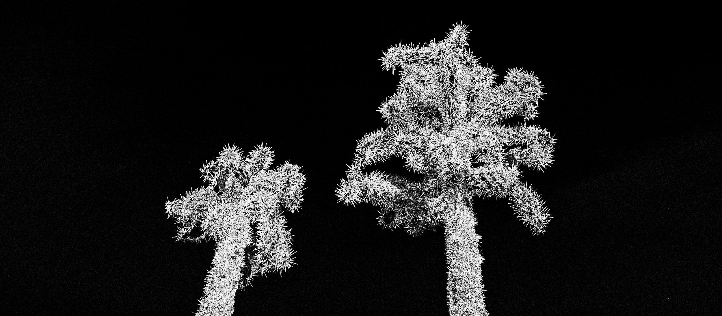 Hackberry_Cholla_7927_167_Edge-Edit_BLK.jpg