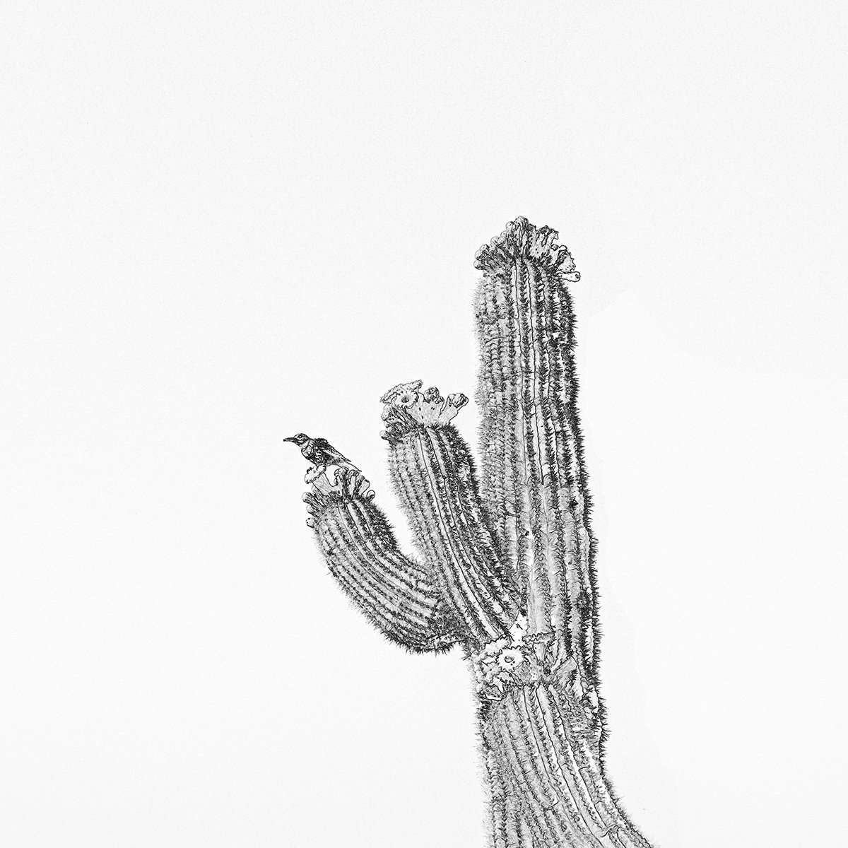 Hackberry_Cactus-Wren_6917_EDGWHT_66.jpg