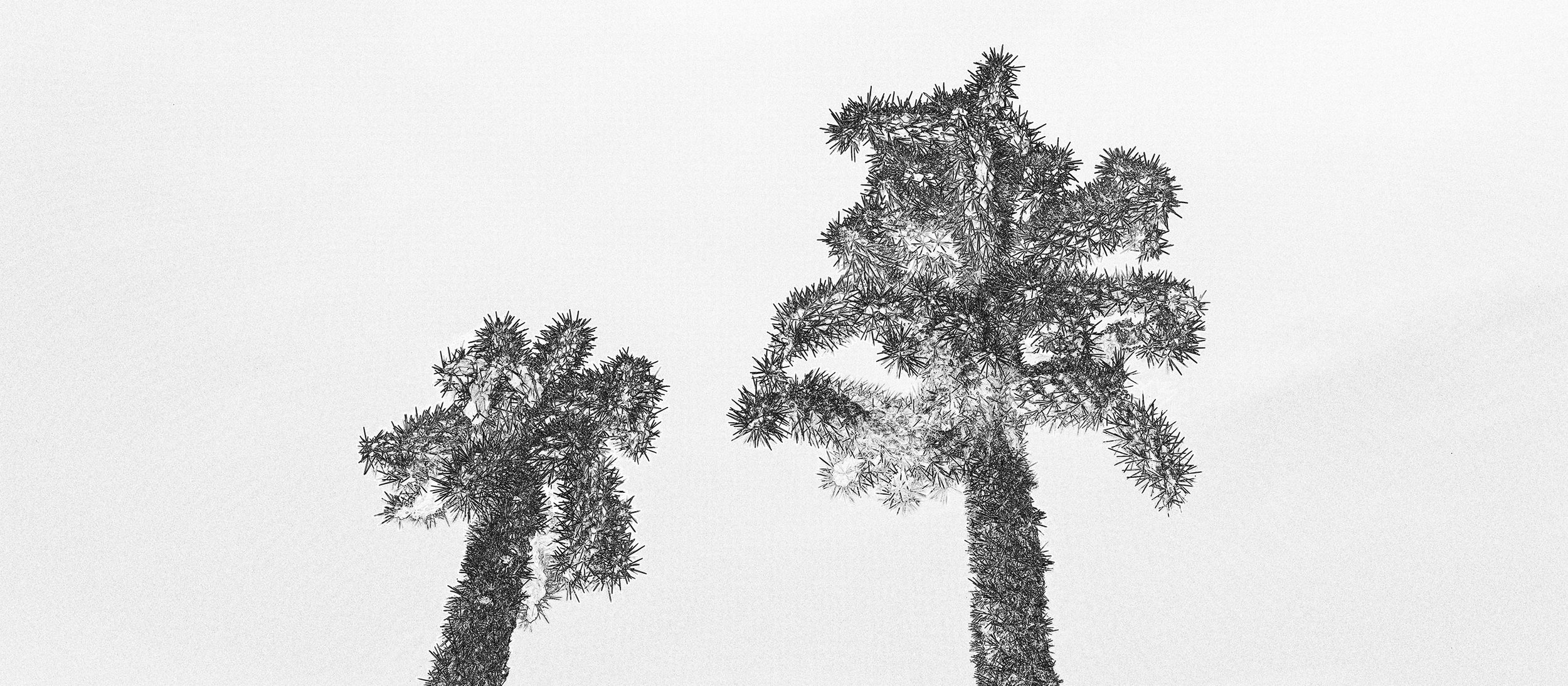 Hackberry_Cholla_7927_167_Edge-Edit.jpg