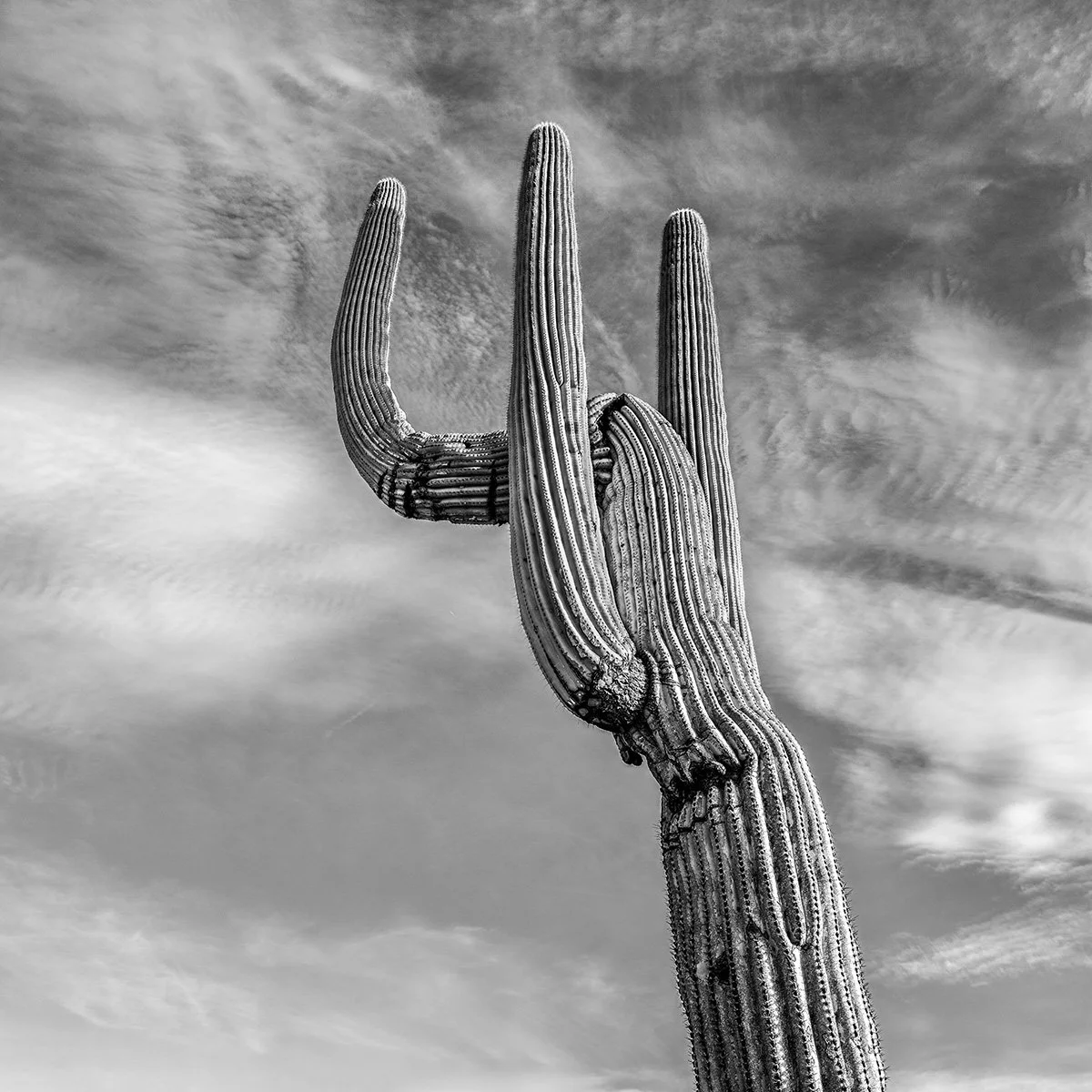Hackberry_Saguaro2_R7877_66C.jpg