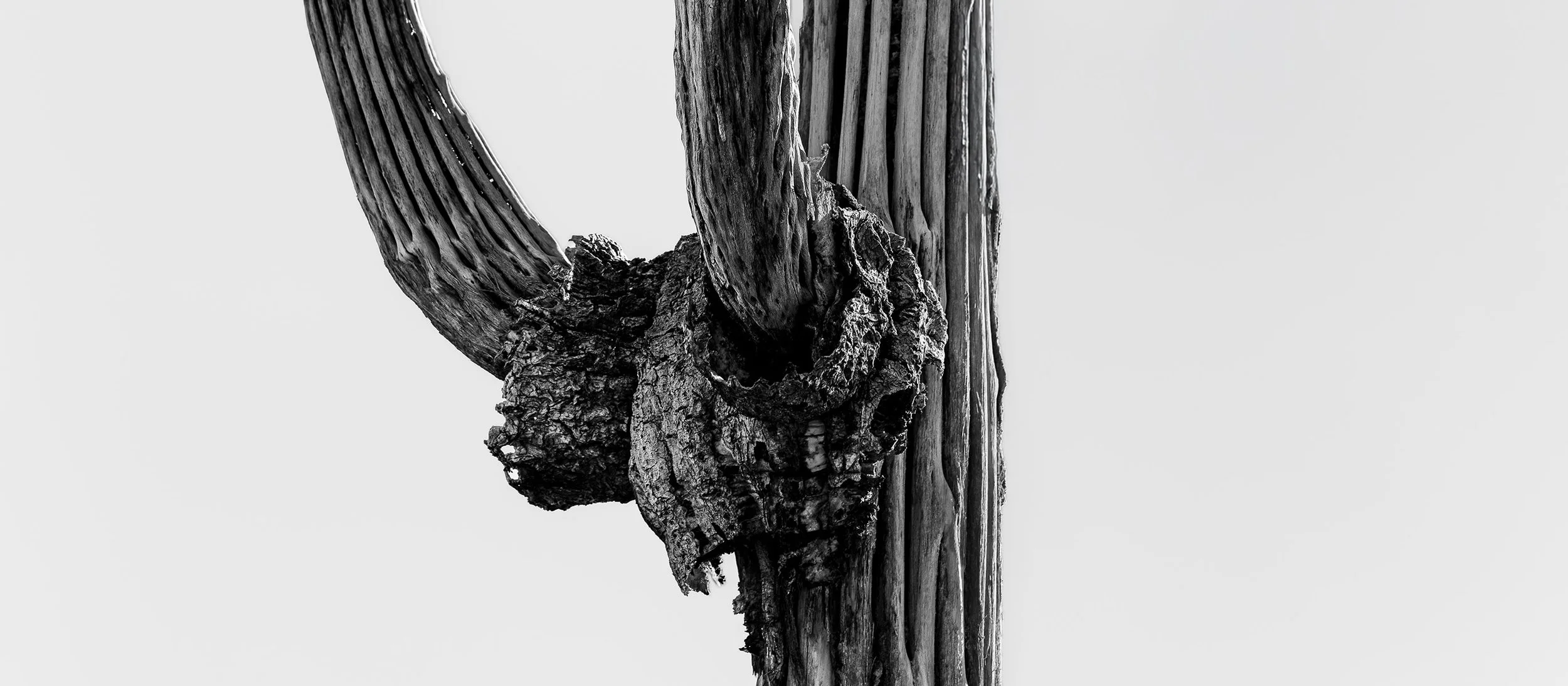 Hackberry_Saguaro2_7587_167_V2.jpg