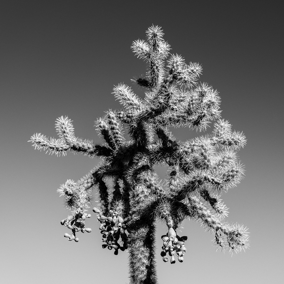 UP-Cholla1_9165_66.jpg