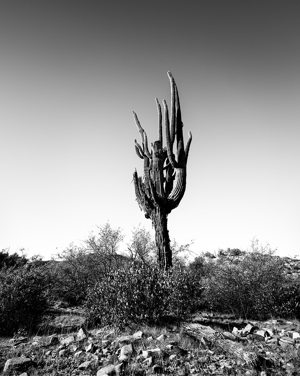 Picket_Saguaro3_9352_54V.jpg