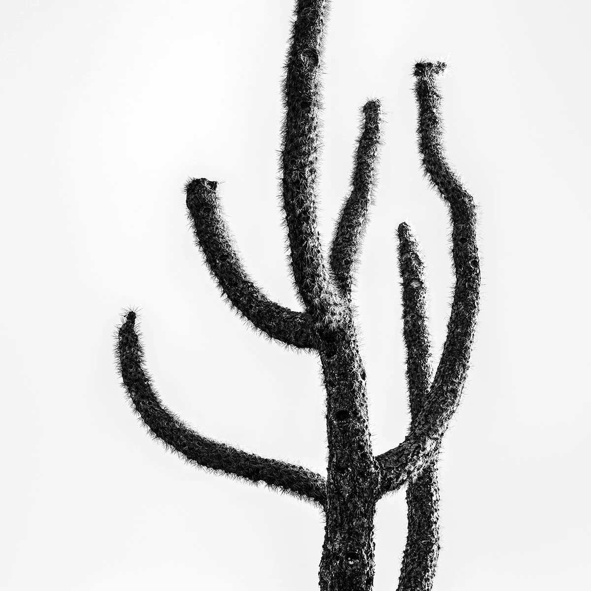 UP_Cholla2_9187_66.jpg