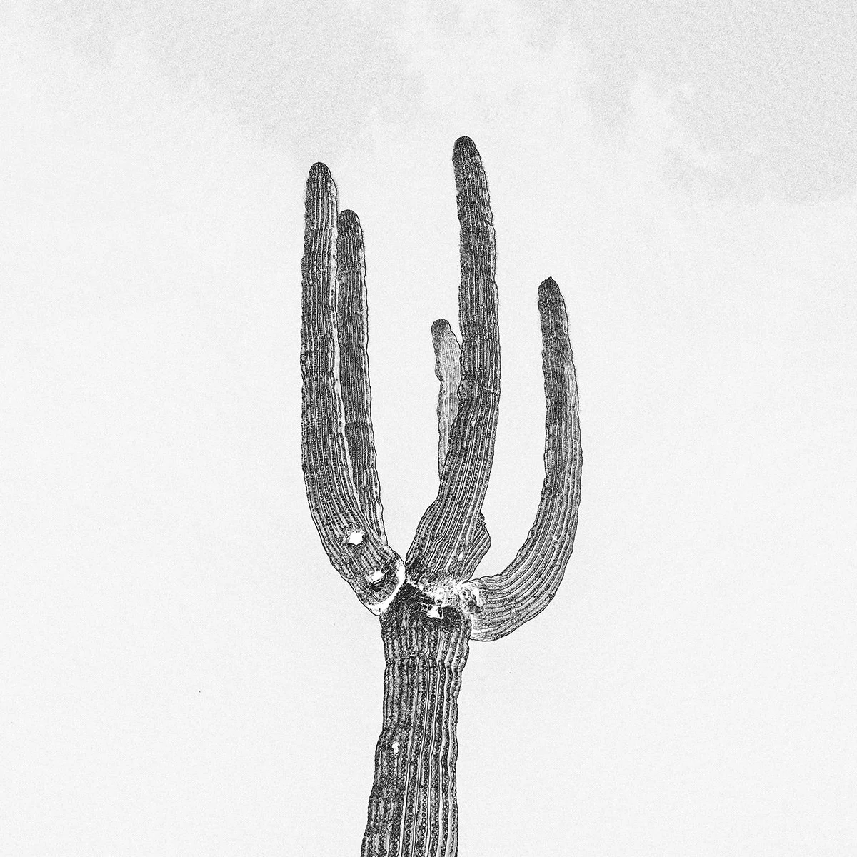 Hackberry_Saguaro1_0180_66_EDGWHT.jpg