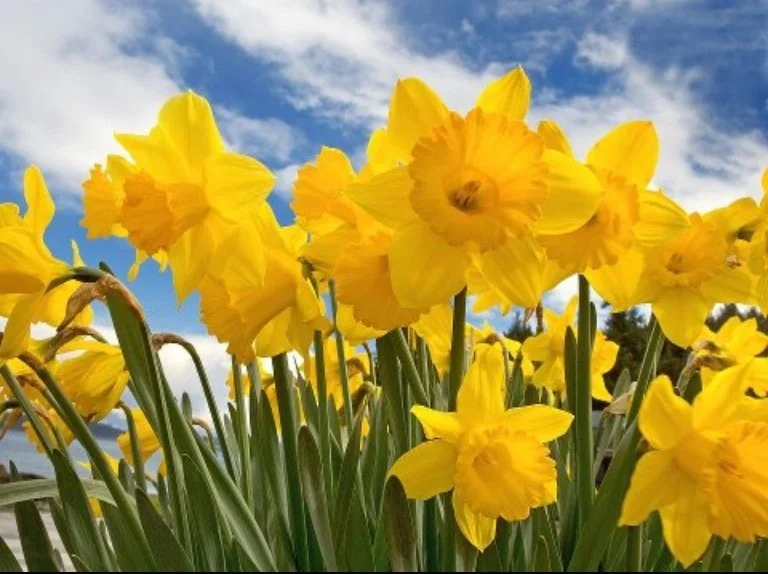 daffodils.jpg