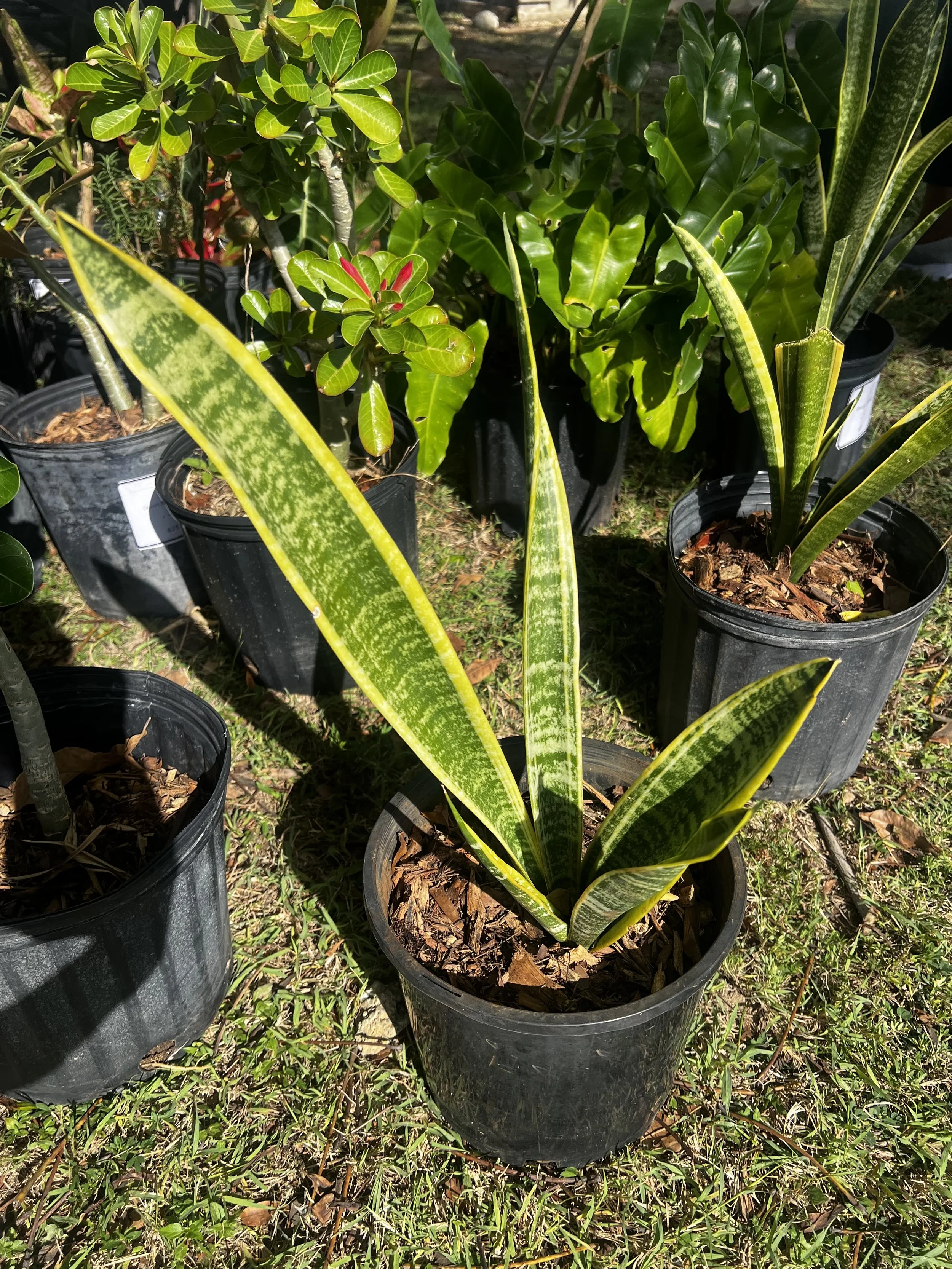 Snake Plant