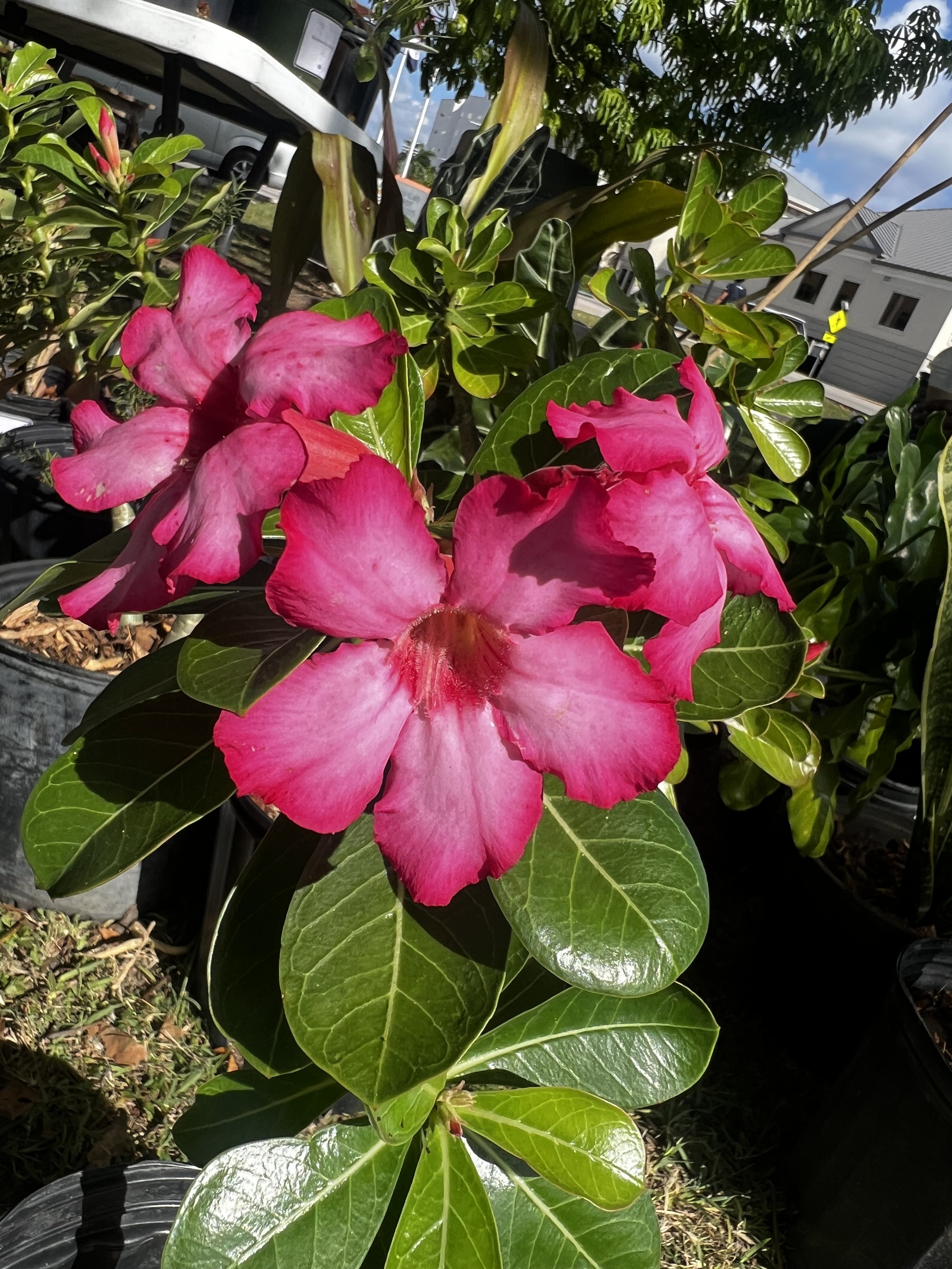 Desert Rose Pink