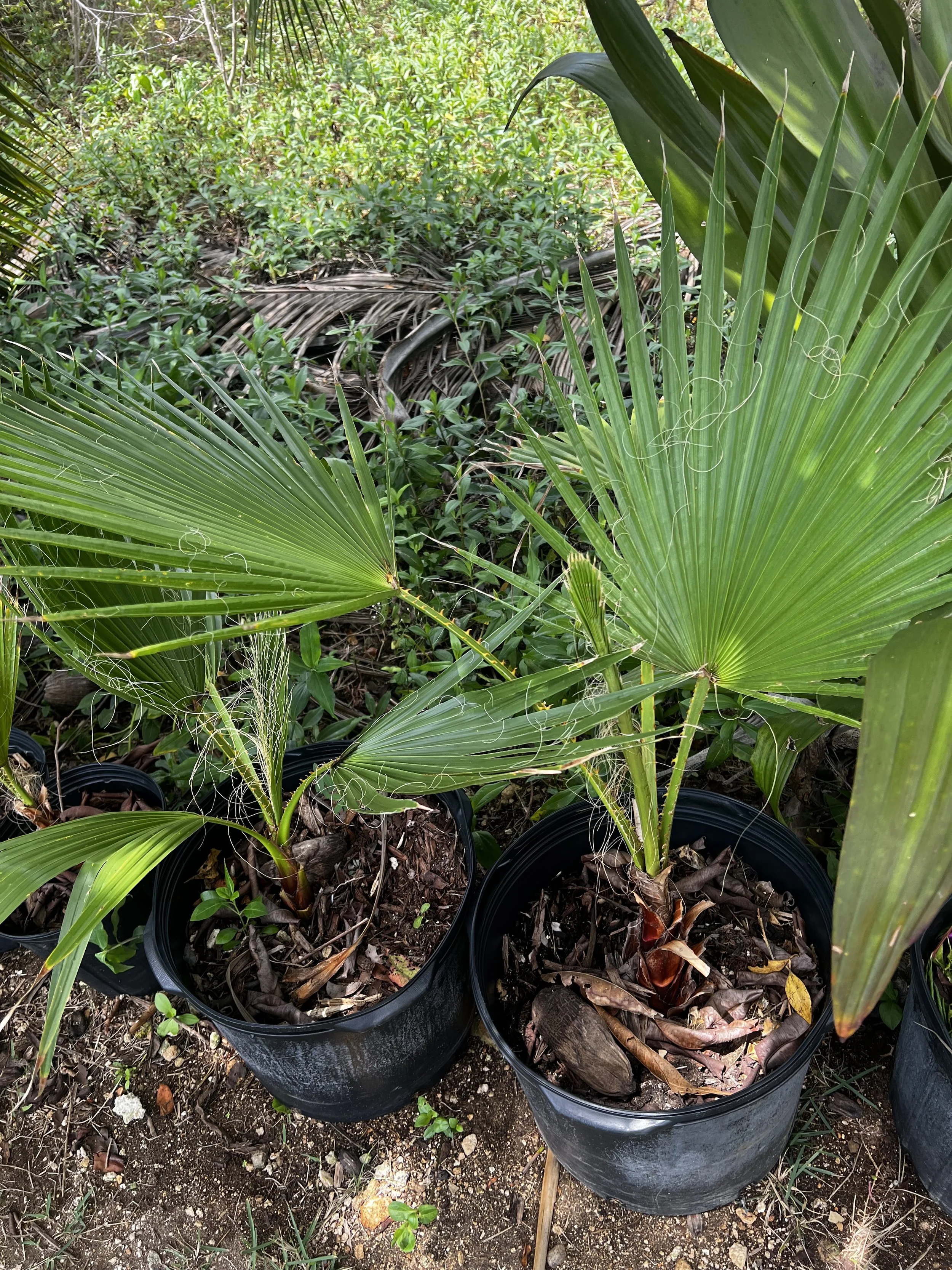 Green Thatch Palm