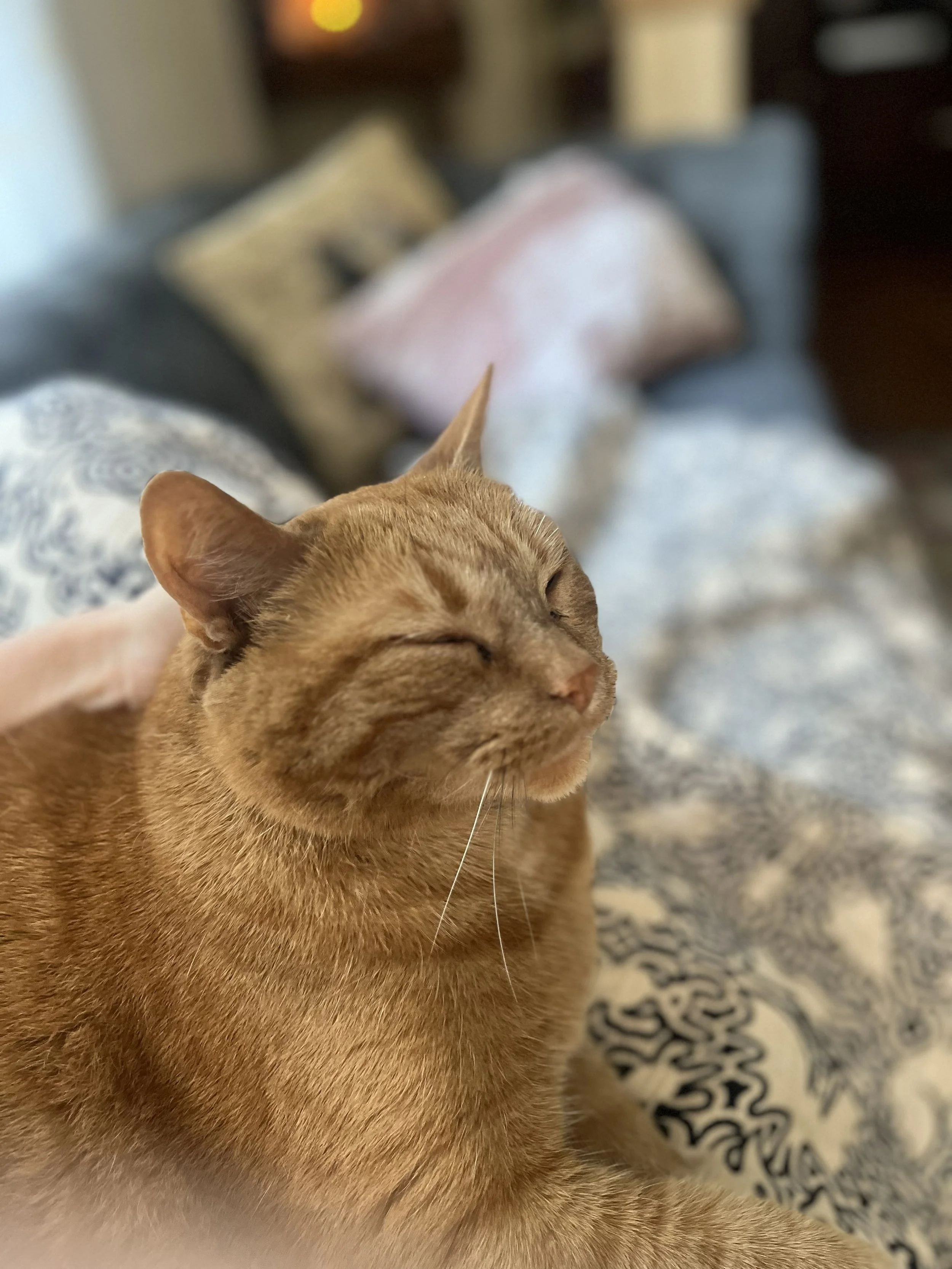 an orange cat smiles with closed eyes against a blurry background
