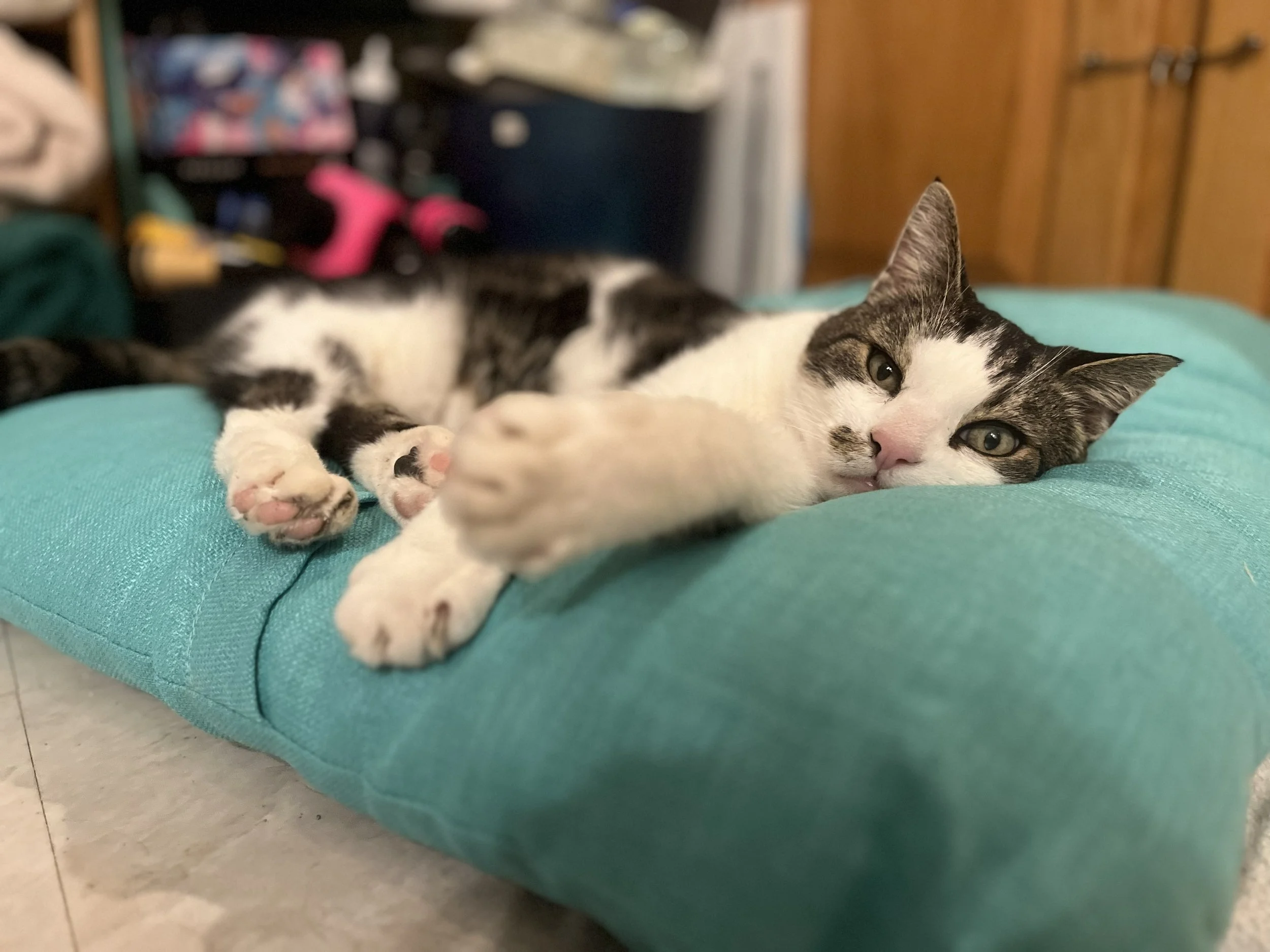 a gray-and-white tabby cat reclines on teal pillow and stares into the camera with green eyes