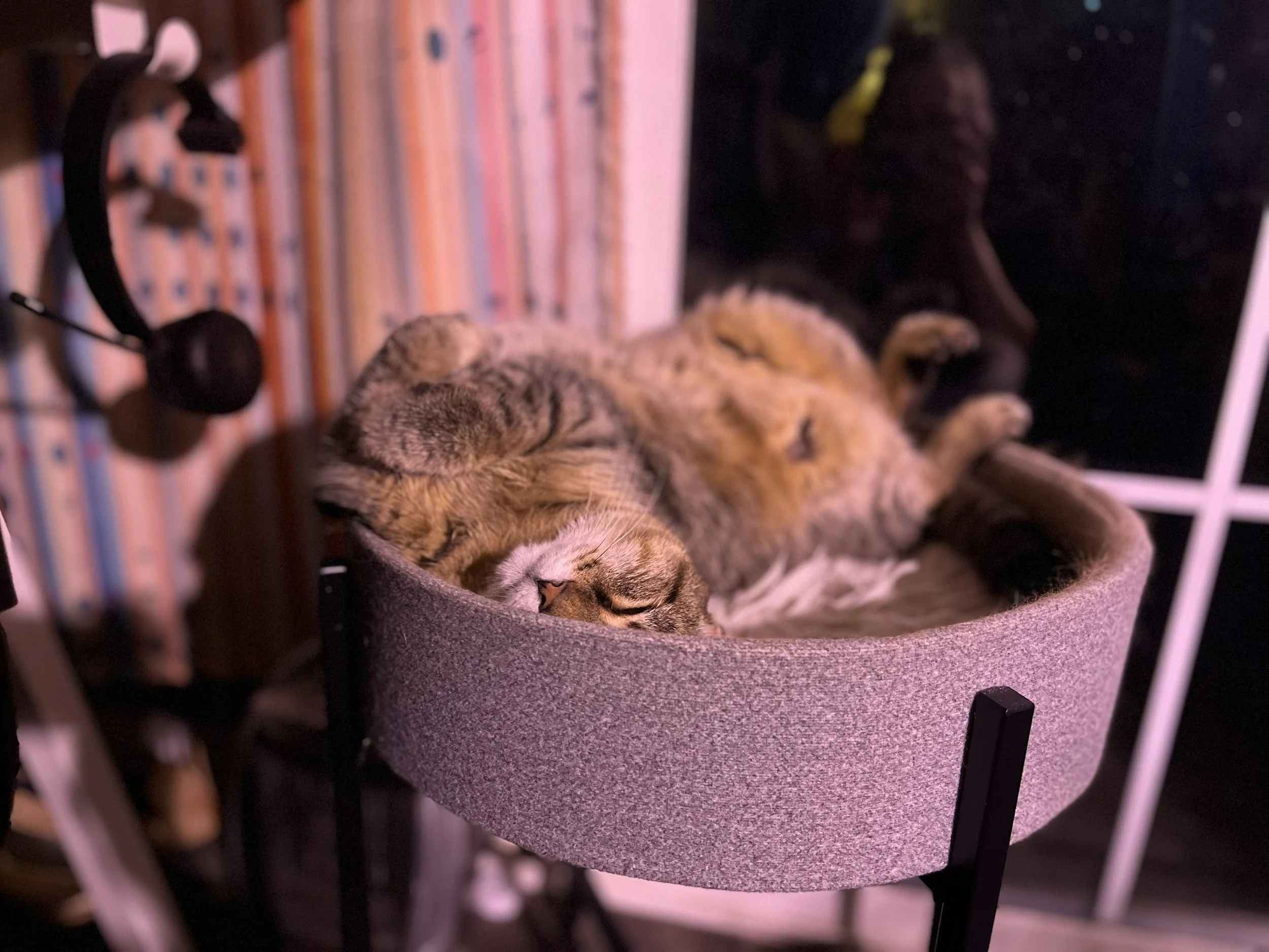 a gray and brown tabby cat sleeps upside down in an elevated bed and bathed in pink light