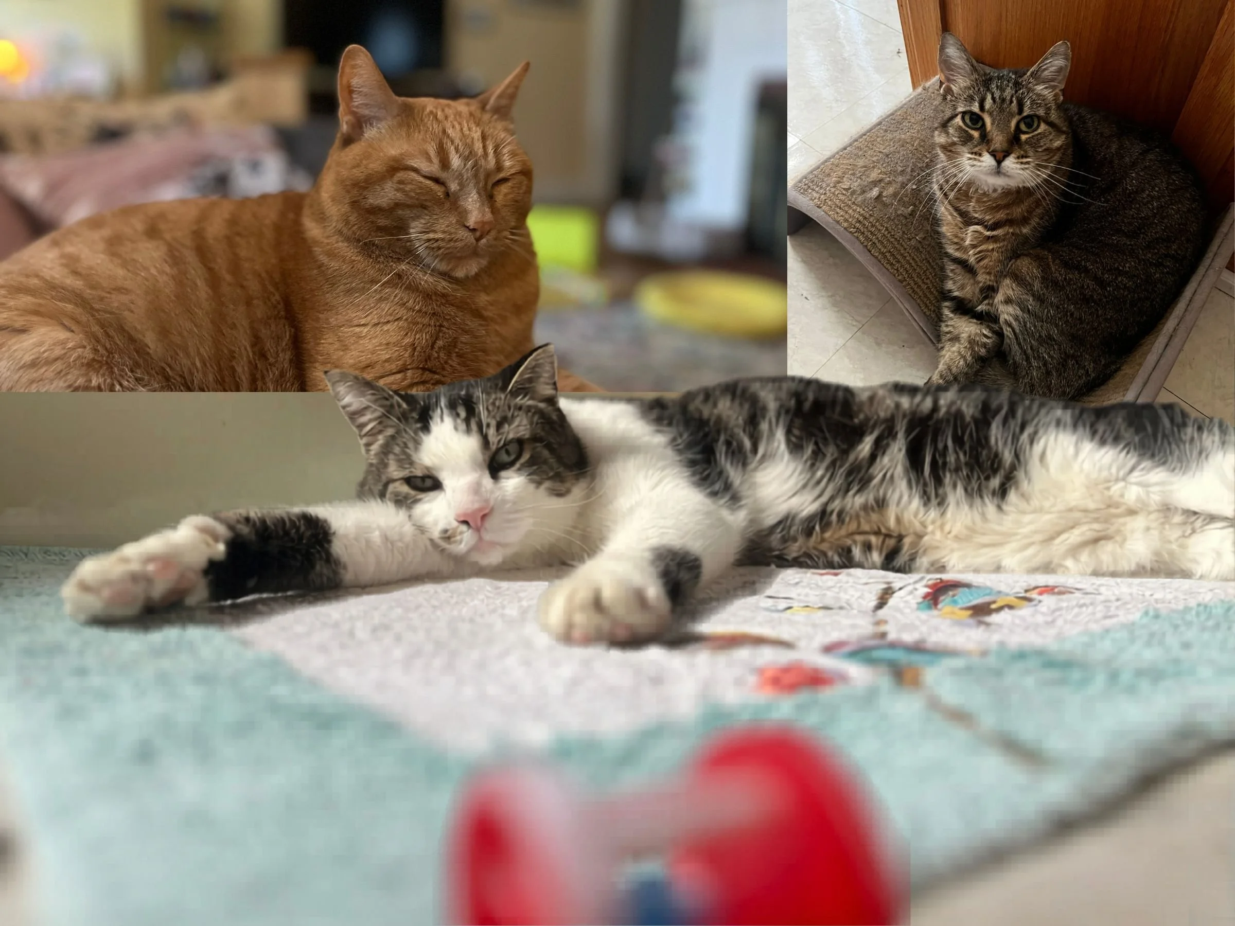 an image of three cat photos mushed together, featuring a brown tabby facing the camera, an orange tabby smiling with her eyes closed, and a gray-and-white tabby reclining and facing the camera