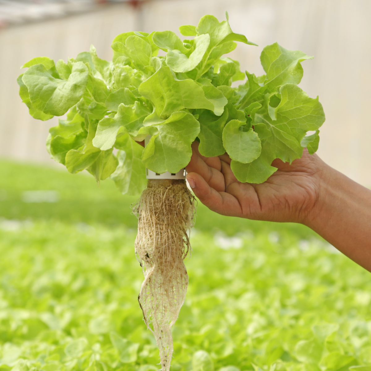 Suministro Estratégico de Alimentos