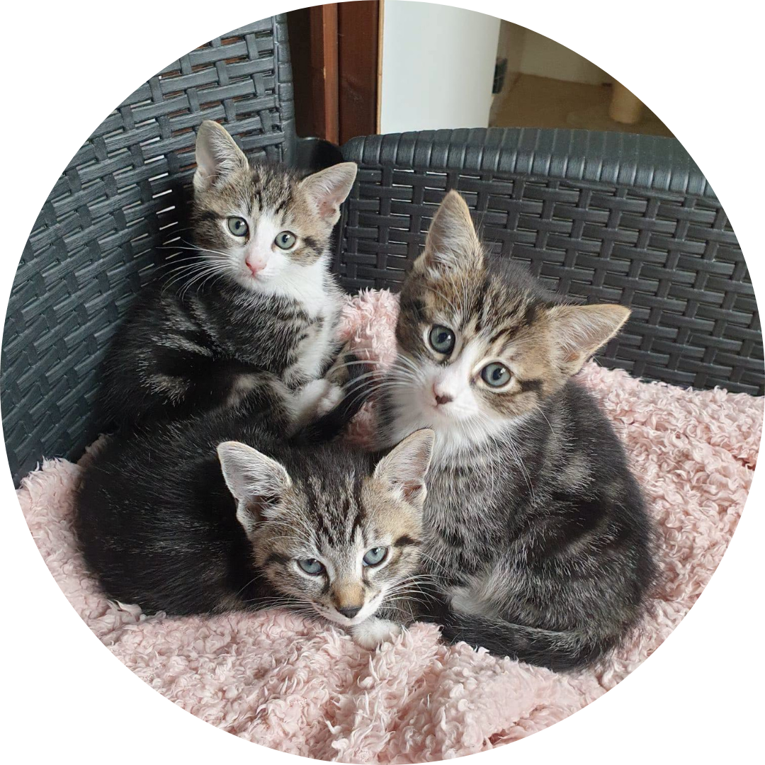 Leona, Lara and Lunette