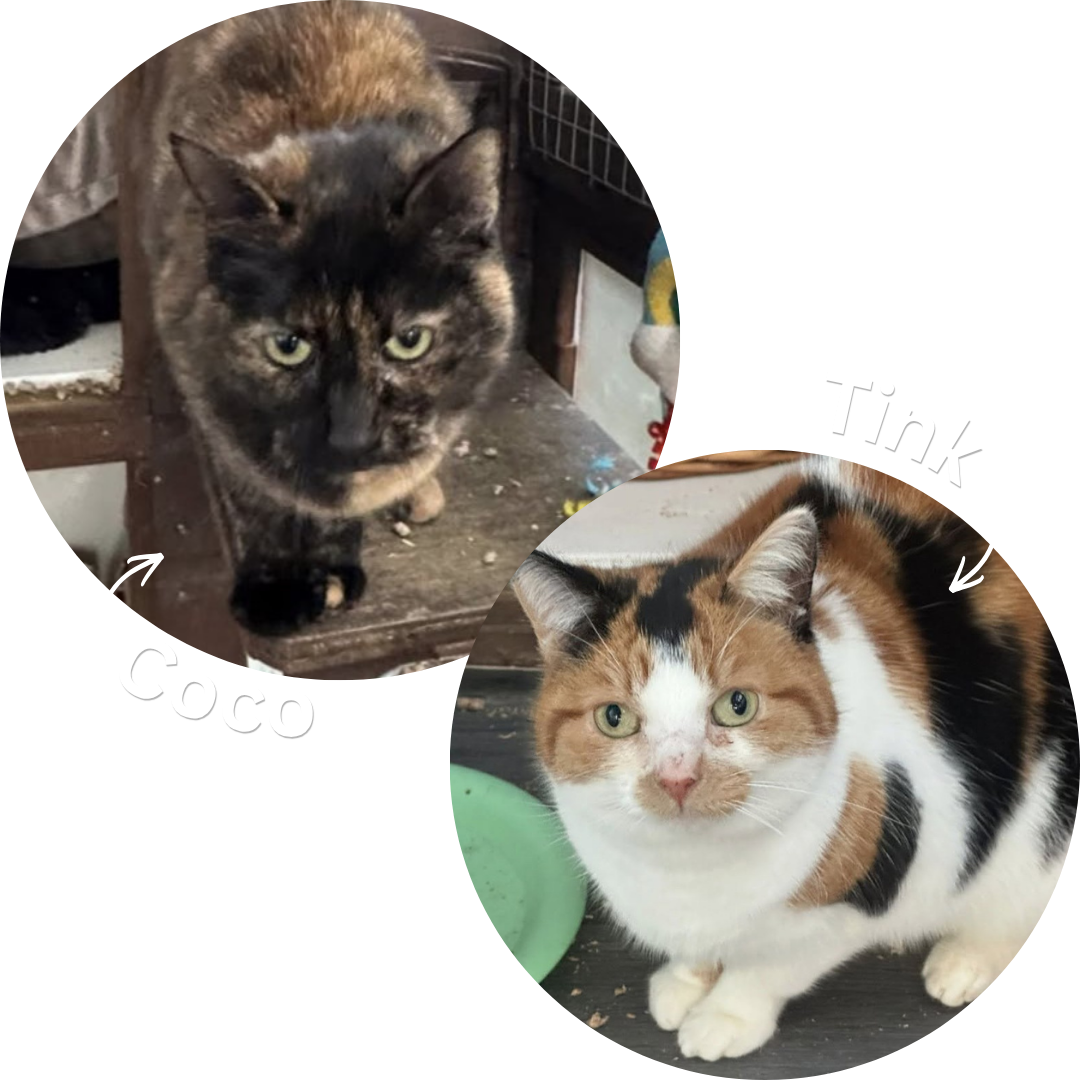 Coco & Tink