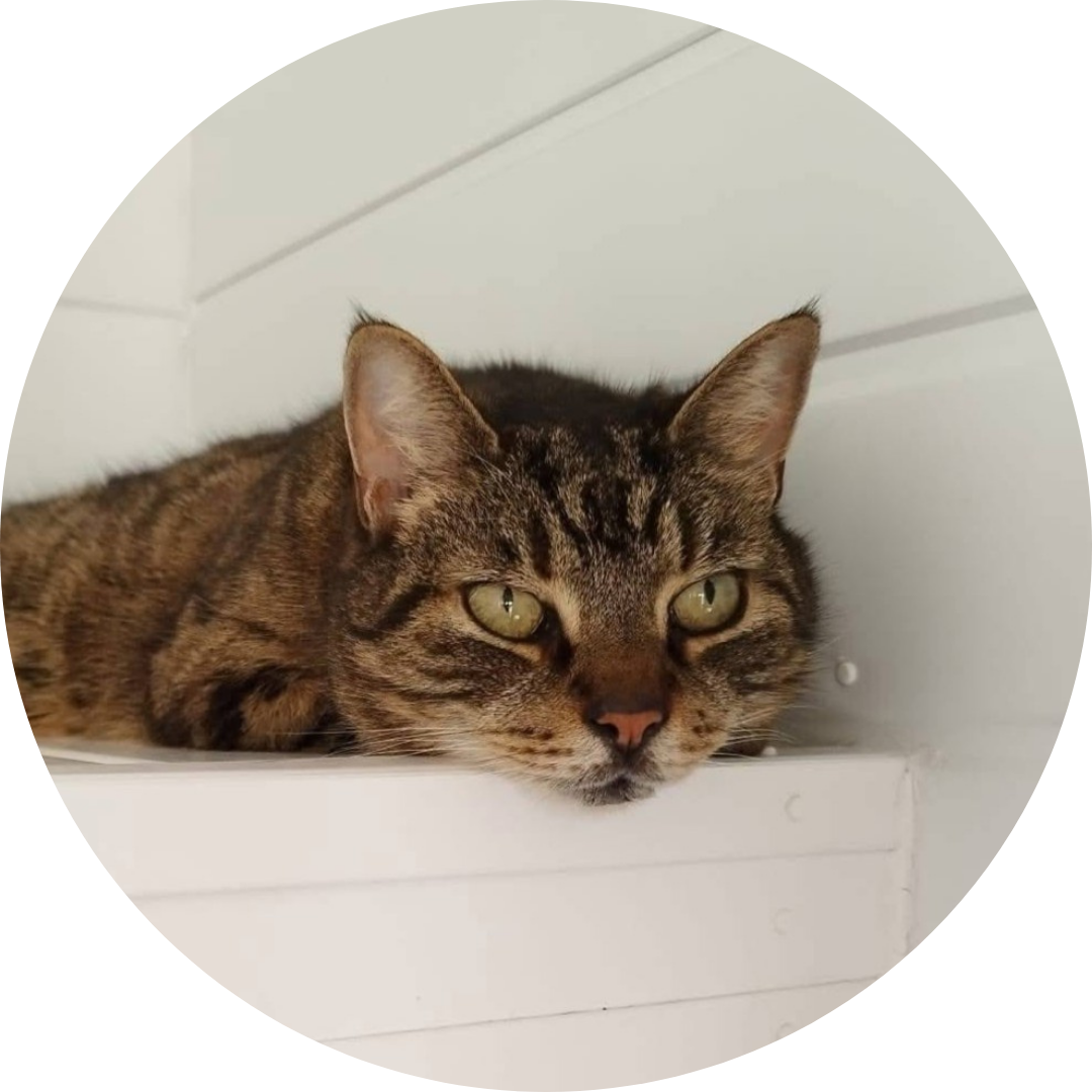 Tabby