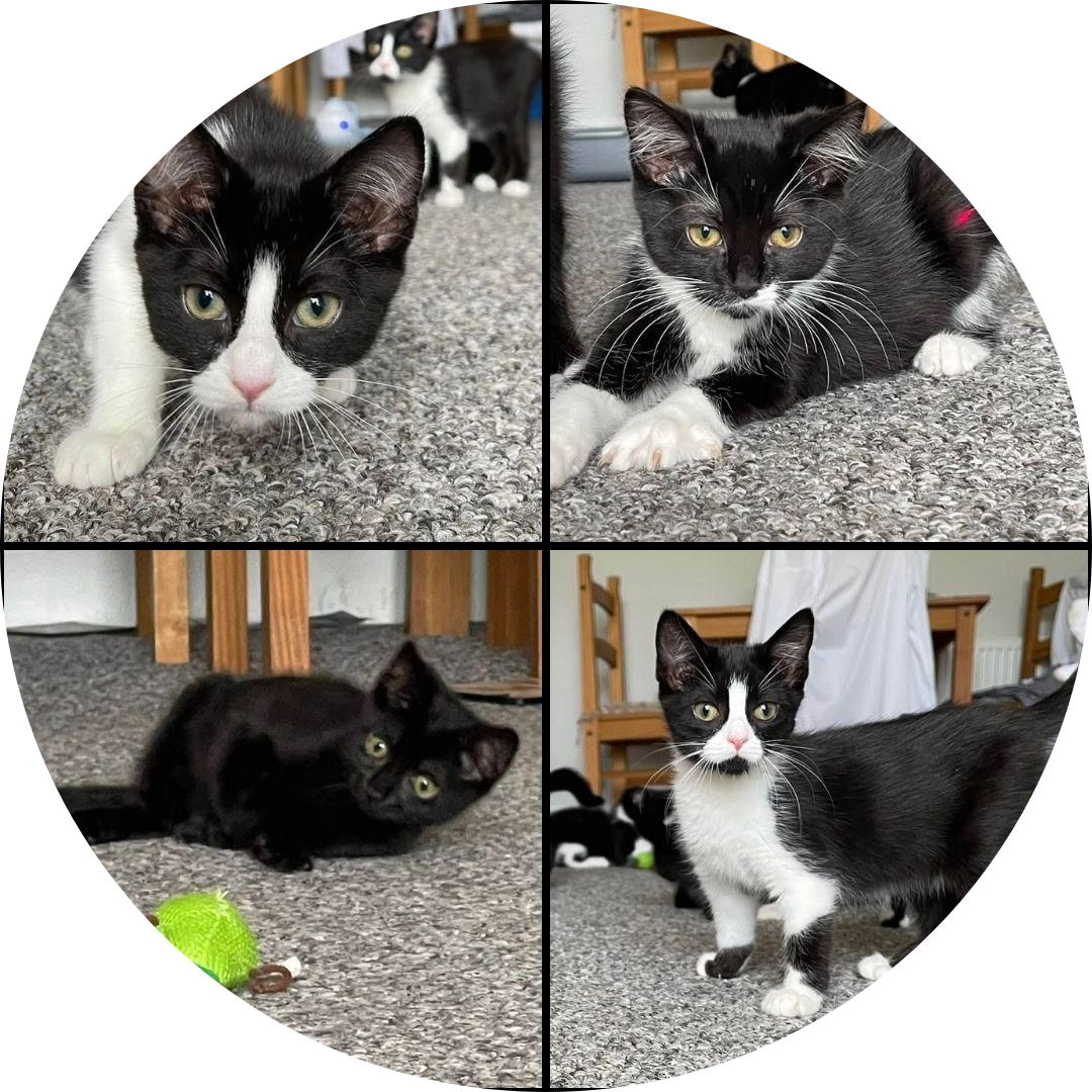 Bess, Jess, Cassie & Raven