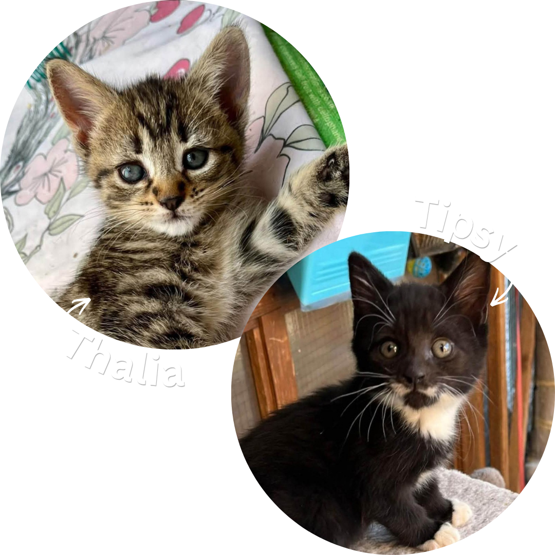 Thalia & Tipsy