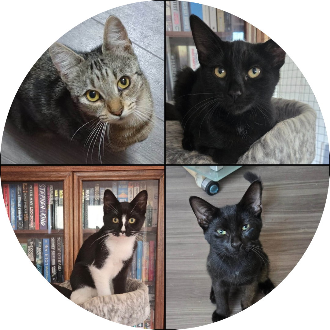 Iris, Winston, Petal and Violet