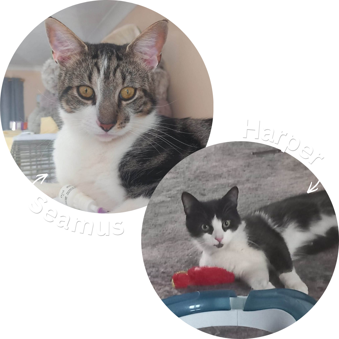 Seamus & Harper