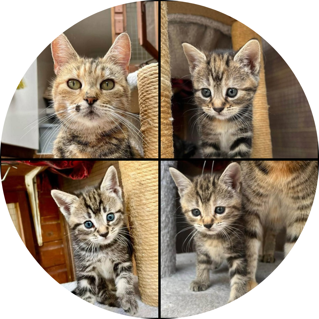 Sienna, Adelina, Jinnie & Hugo